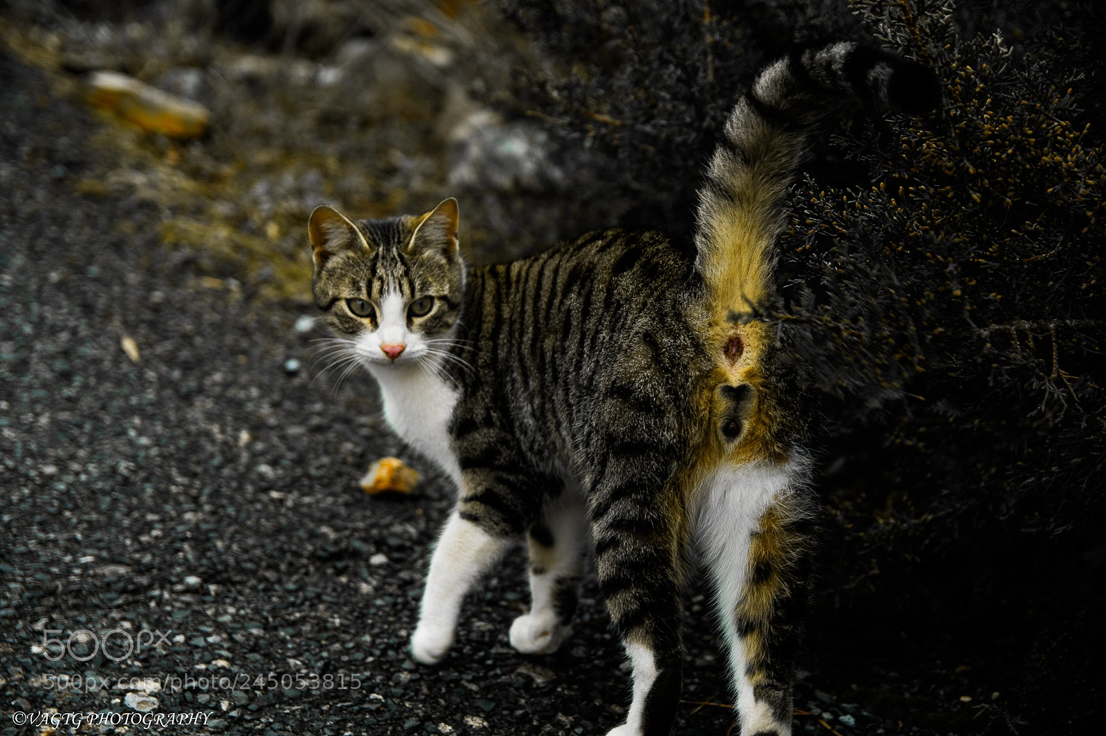 Nikon D3400 sample photo. Catwalk photography