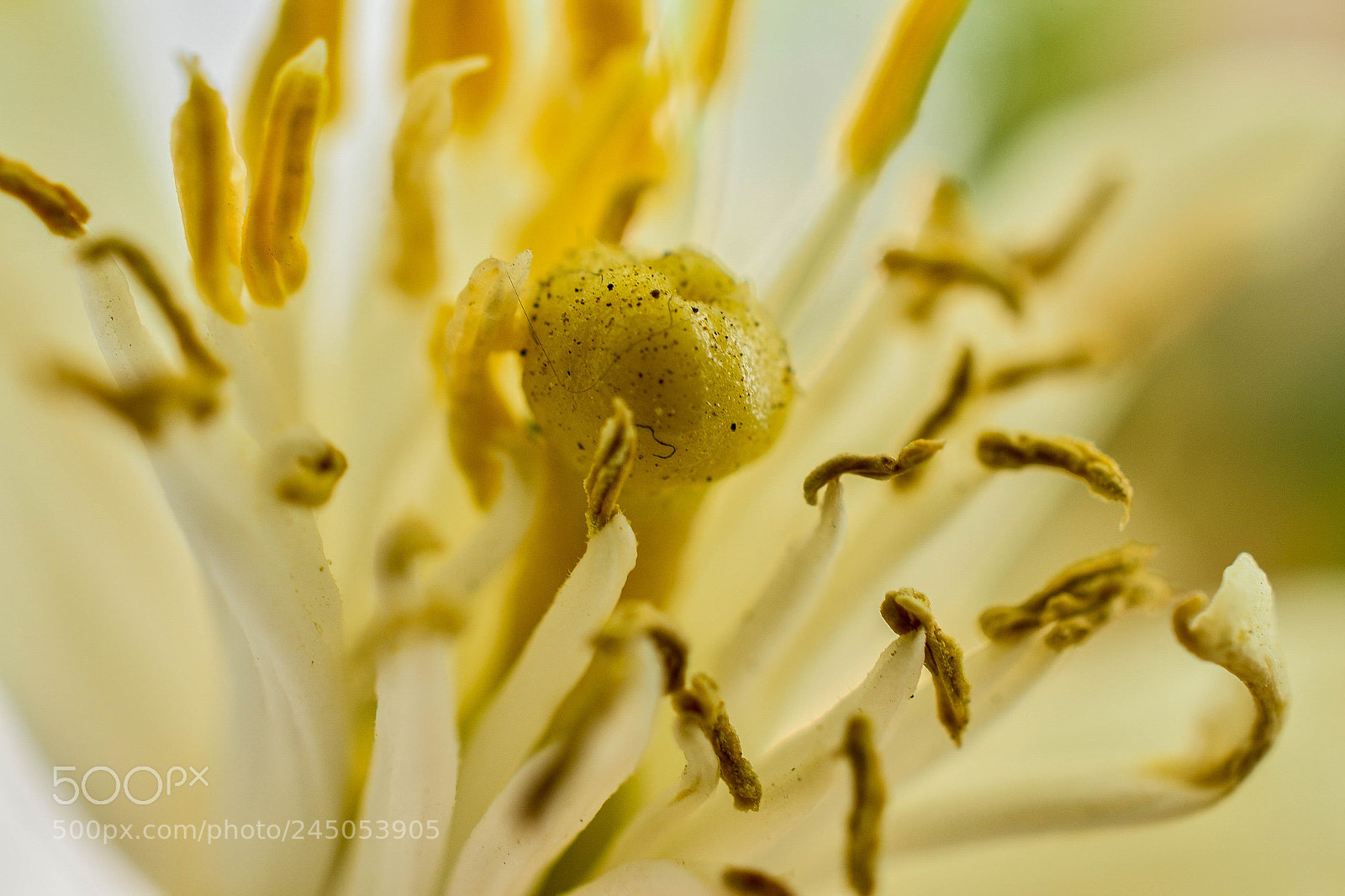 Nikon D800E sample photo. Fleur de citronnier photography