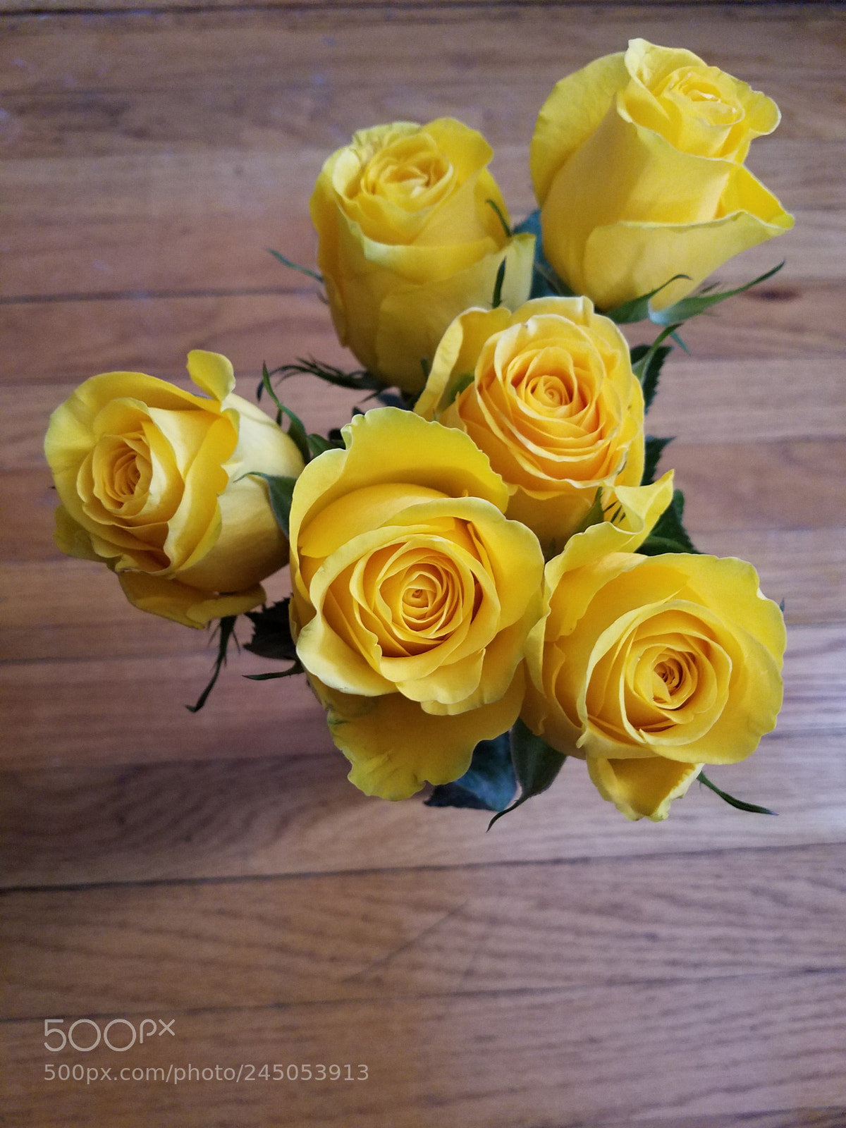 Samsung Galaxy S7 sample photo. Yellow roses 2.jpg photography