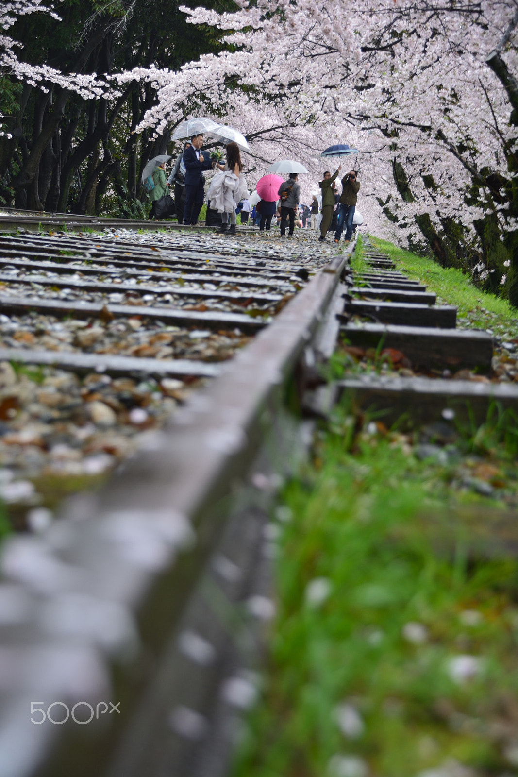 Sigma 18-250mm F3.5-6.3 DC Macro OS HSM sample photo. Spring in rainy kyoto photography