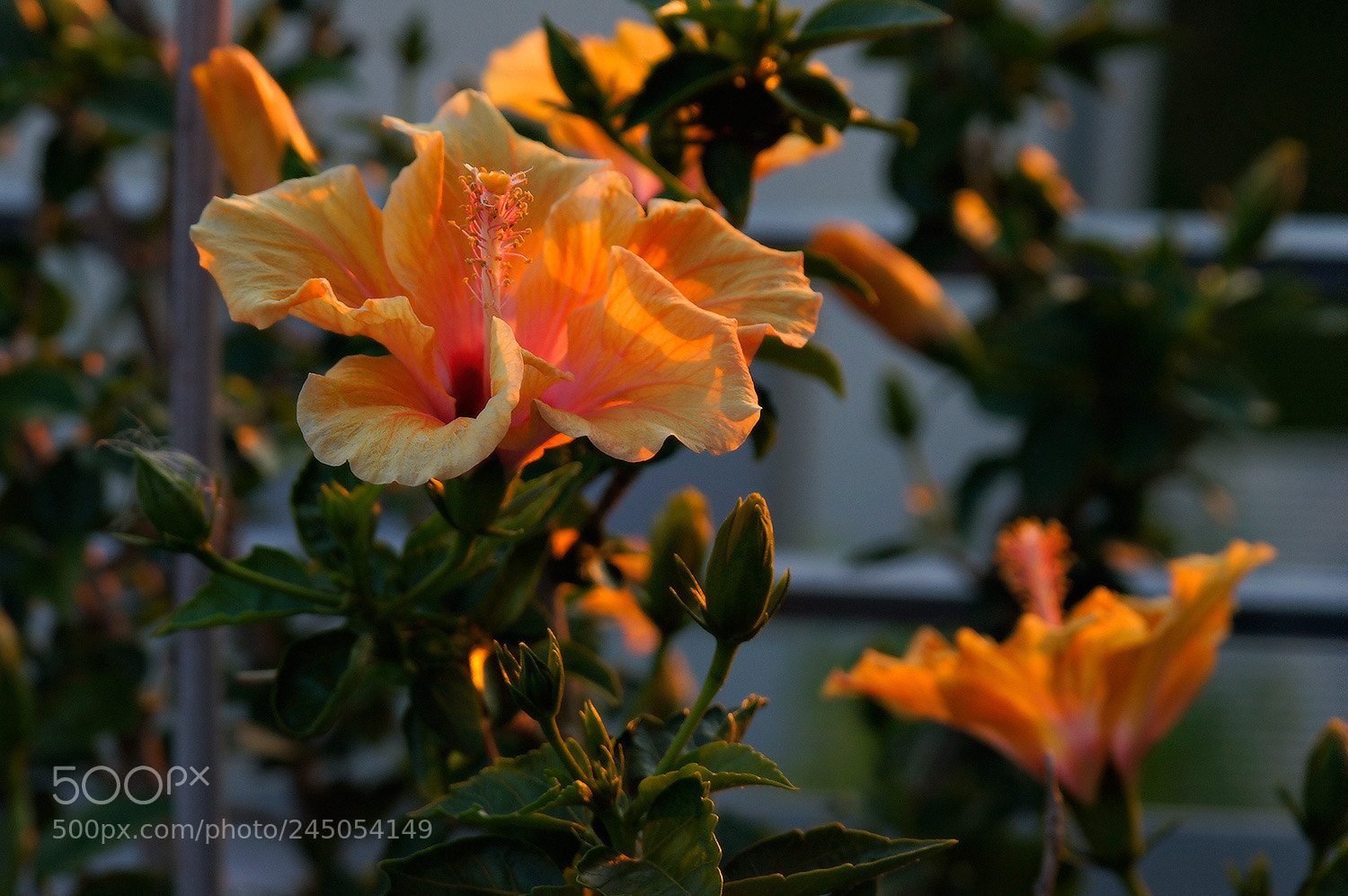 Sony Alpha DSLR-A580 sample photo. Sunset hibiscus 2 photography