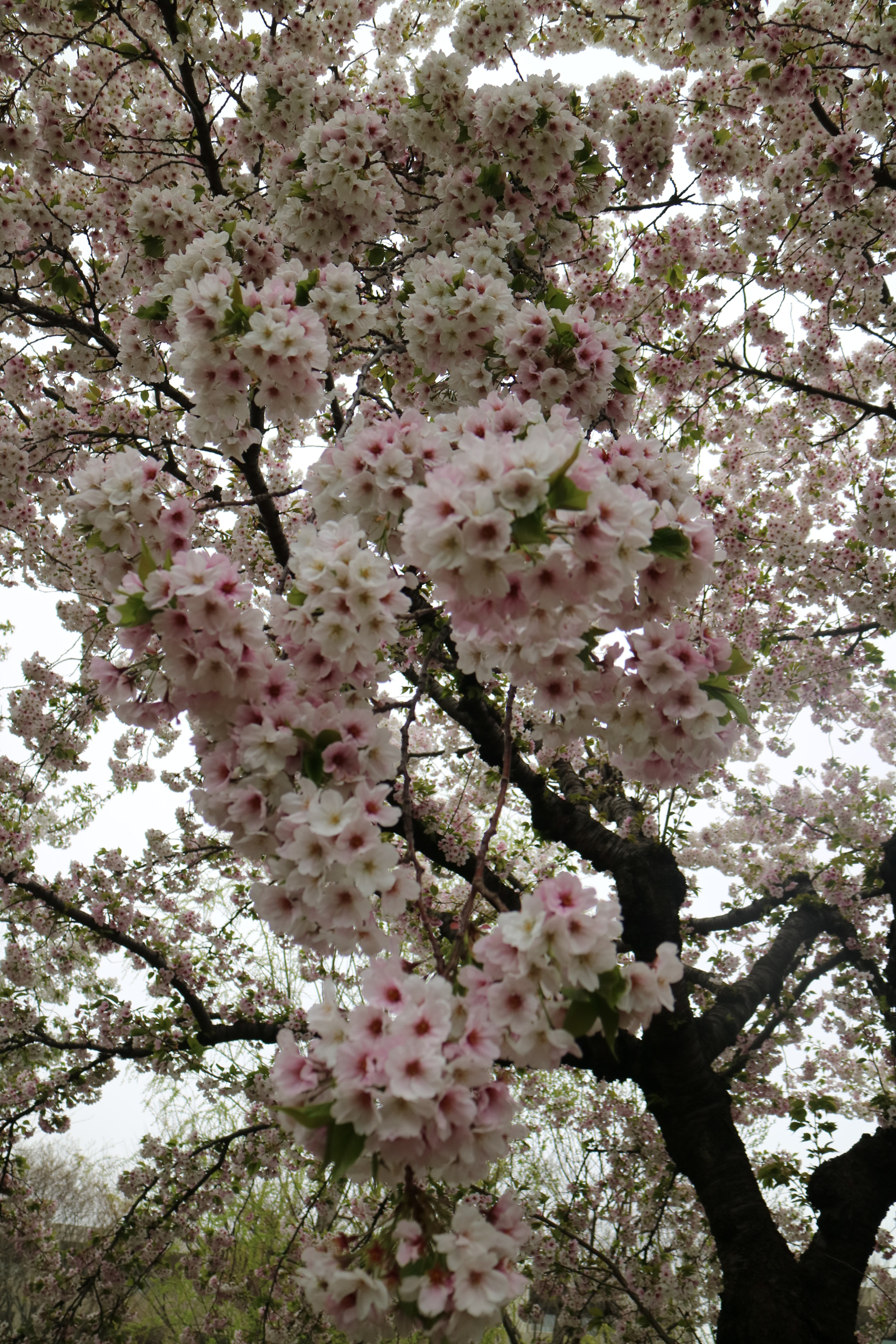 Canon EOS M3 sample photo. Sakura full bloom photography