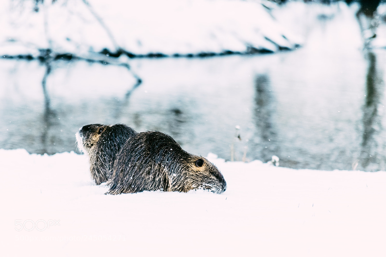 Nikon D500 sample photo. Two coypus myocastor coypus photography