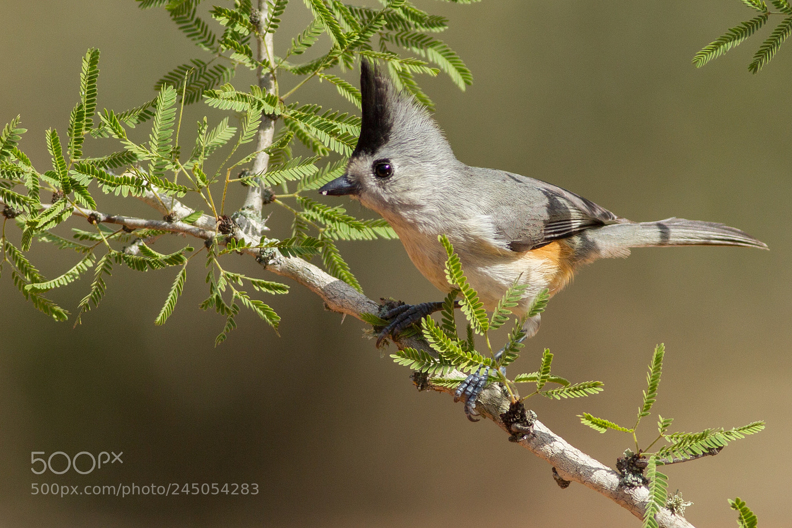 Canon EOS-1D Mark IV sample photo. Black-crested titmouse photography