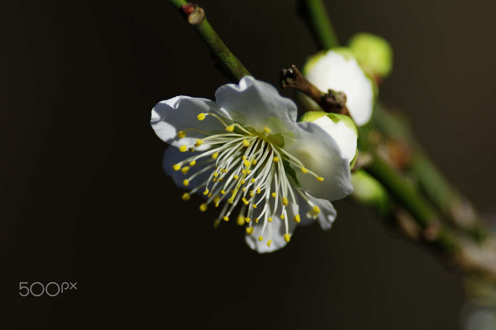 Pentax smc DA* 300mm F4.0 ED (IF) SDM sample photo. Ume photography