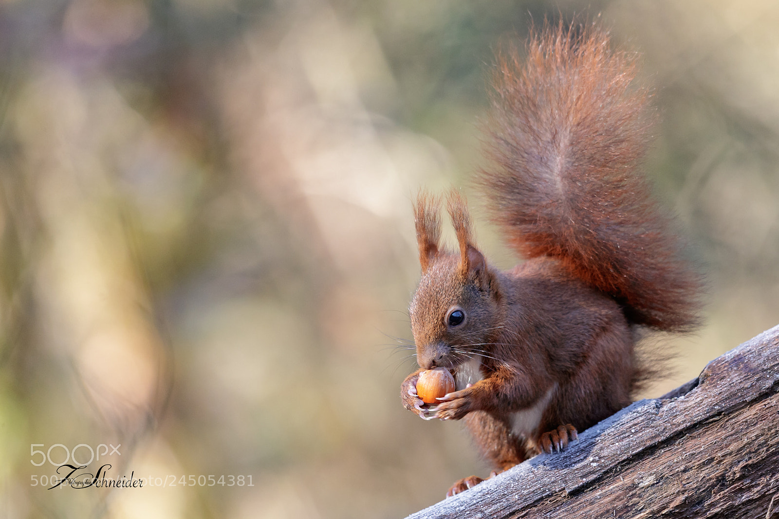 Canon EOS-1D X Mark II sample photo. Red squirrel photography