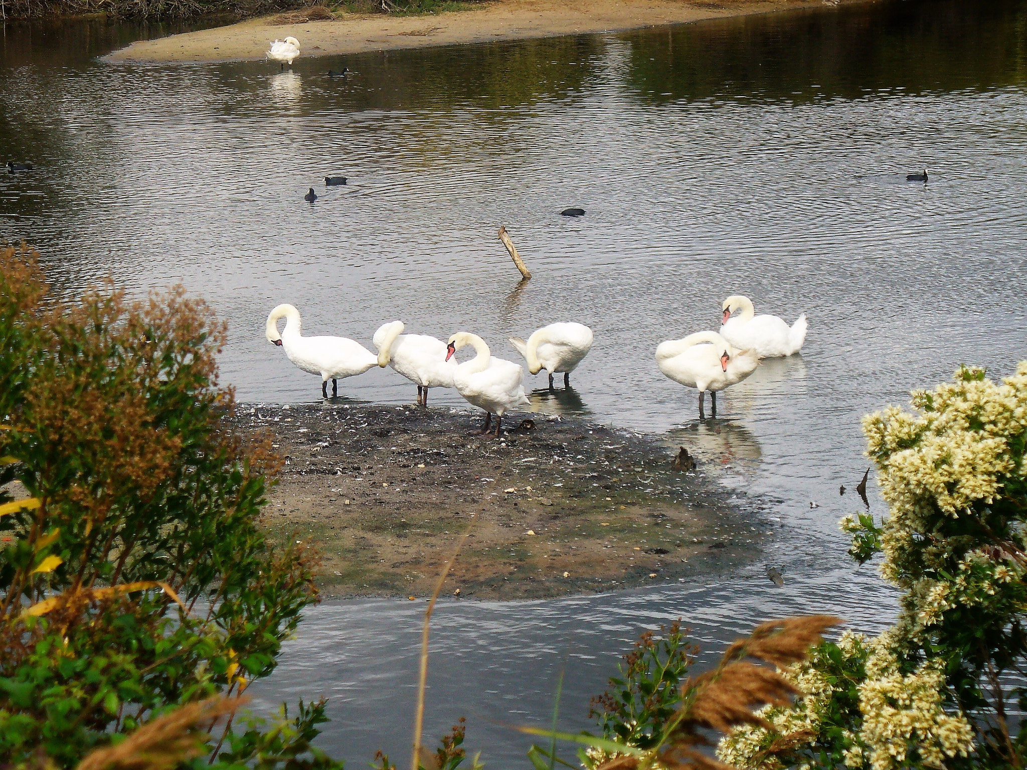 Panasonic DMC-LZ5 sample photo. La toilette des cygnes. photography