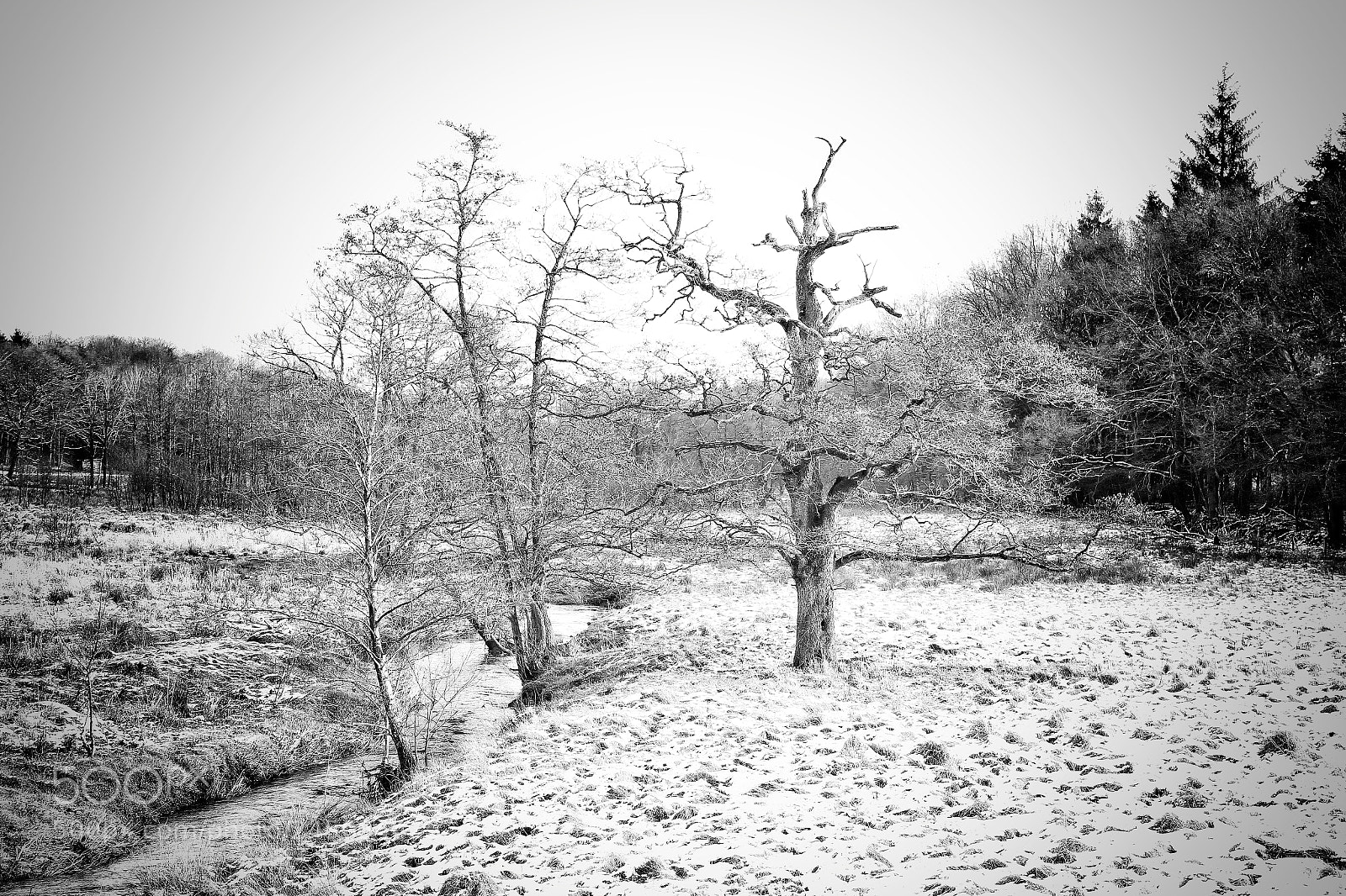 Canon EOS 7D sample photo. Winter oak | wintereiche photography