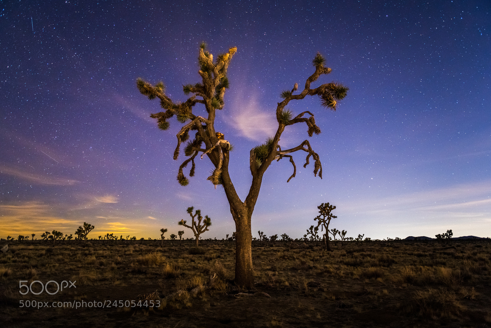 Nikon D850 sample photo. Joshua tree photography