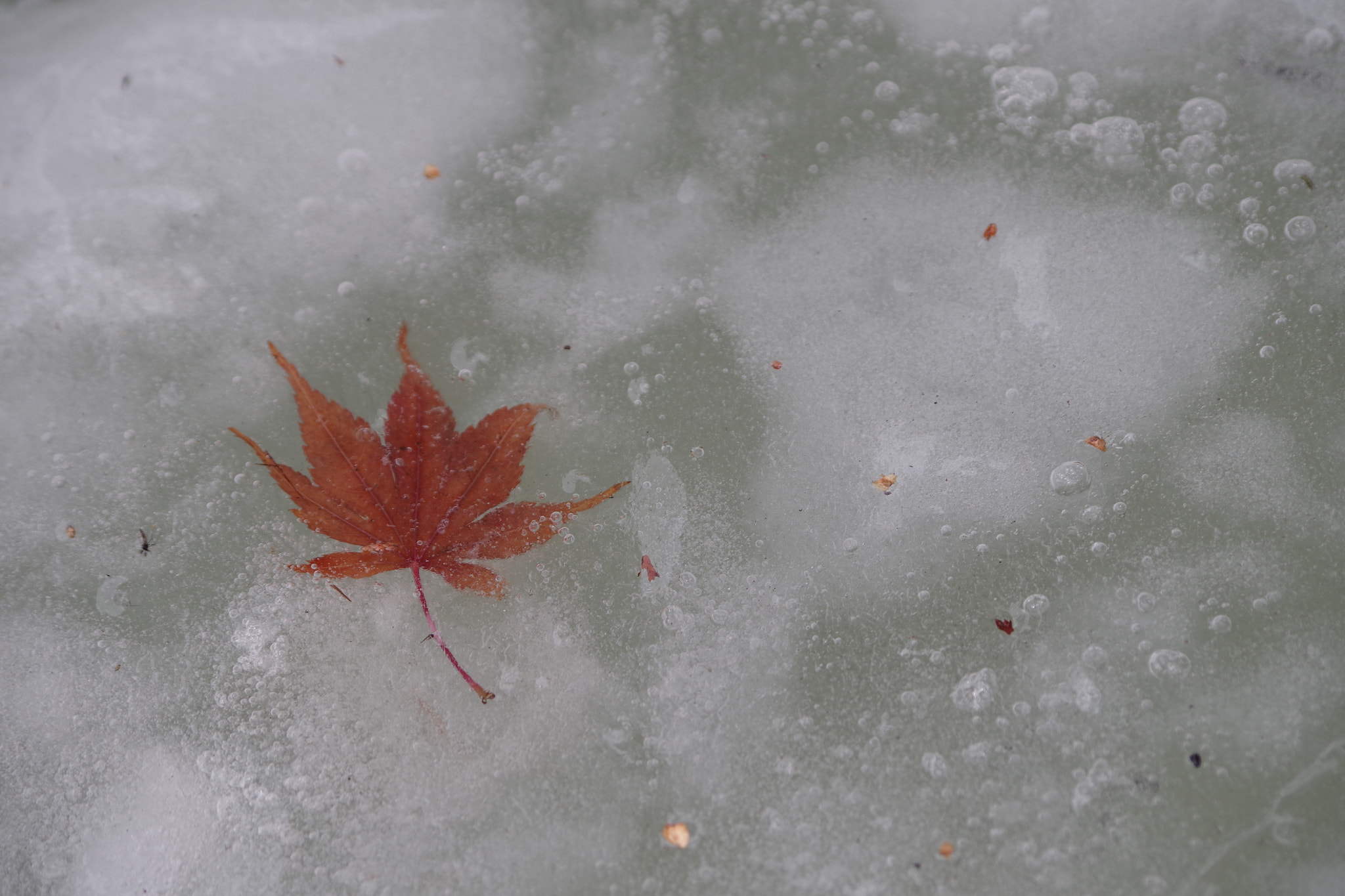 smc PENTAX-DA L 55-300mm F4-5.8 ED sample photo. Icy. photography