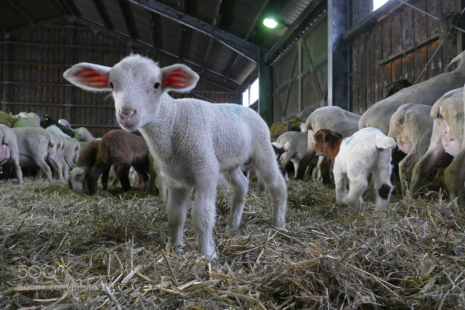 Panasonic Lumix DMC-FZ1000 sample photo. Lamb - lamm photography