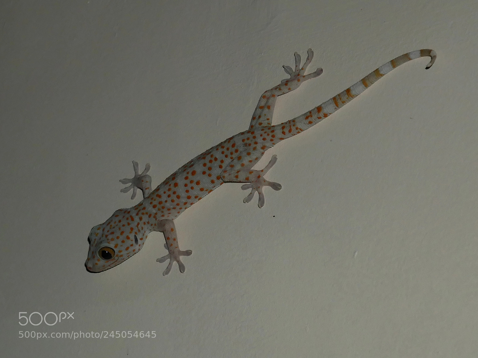Panasonic Lumix DMC-GX85 (Lumix DMC-GX80 / Lumix DMC-GX7 Mark II) sample photo. Gecko with red dots photography