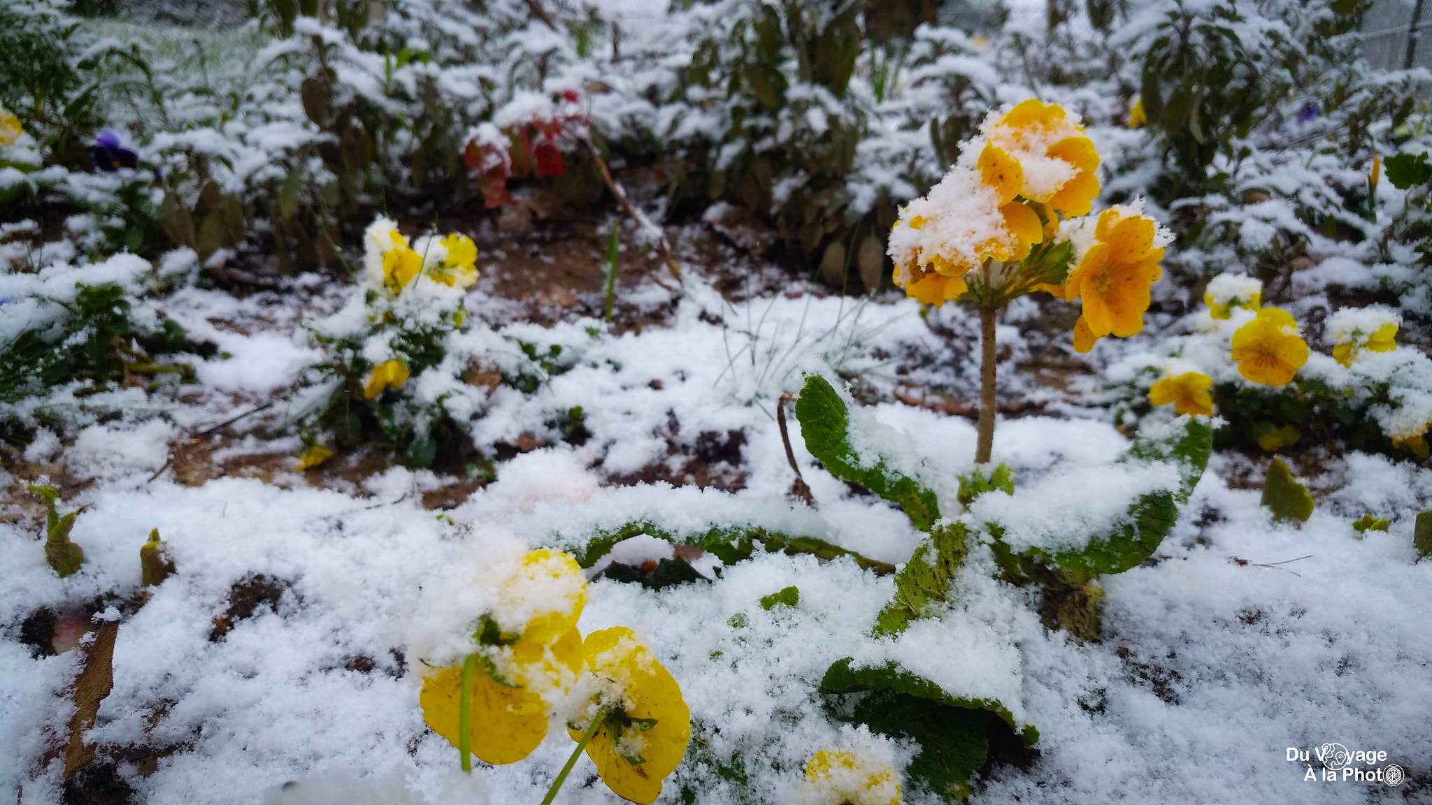 LG G5 SE sample photo. The flowers photography