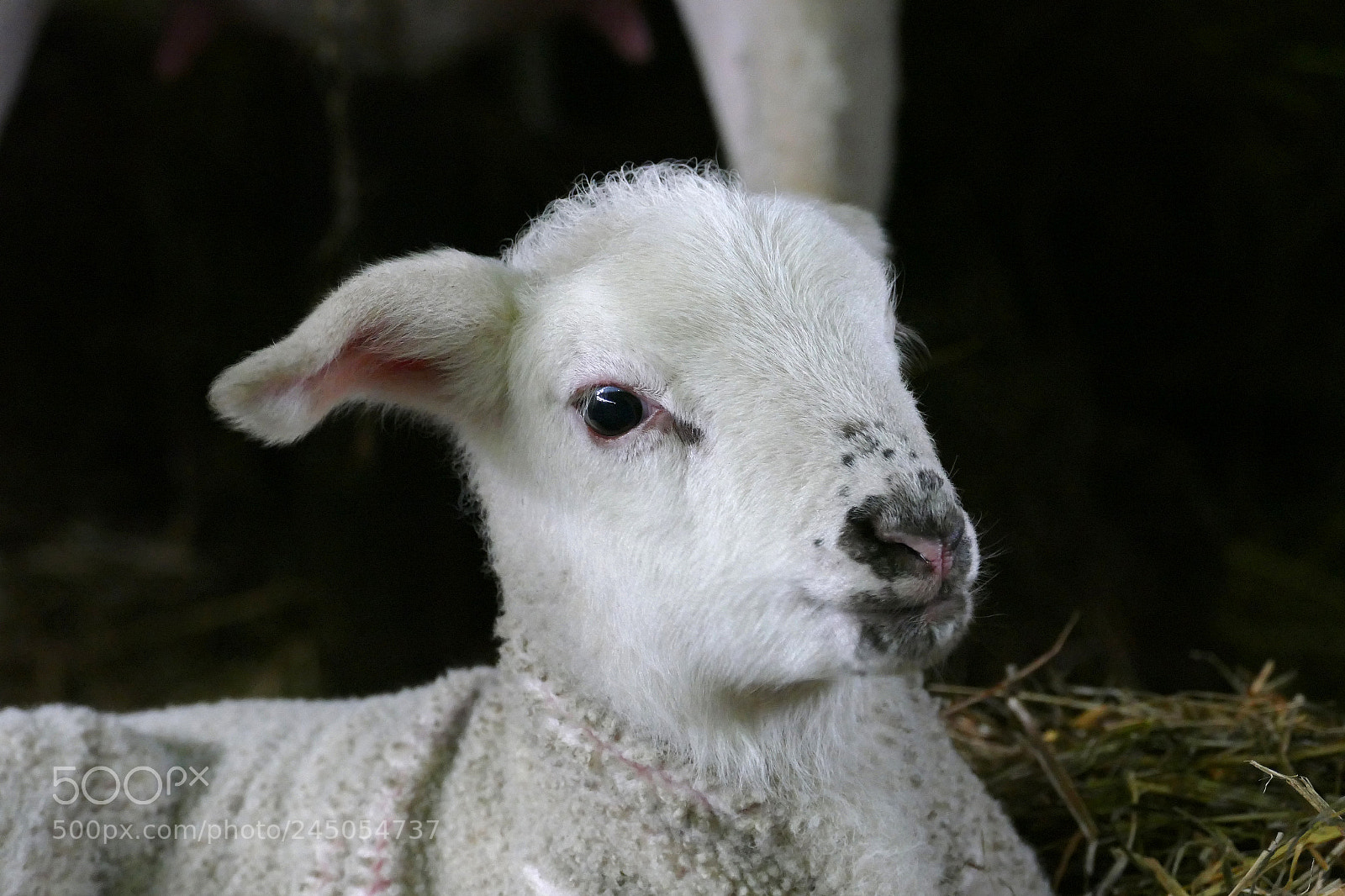Panasonic Lumix DMC-FZ1000 sample photo. Lamb - lamm ii photography