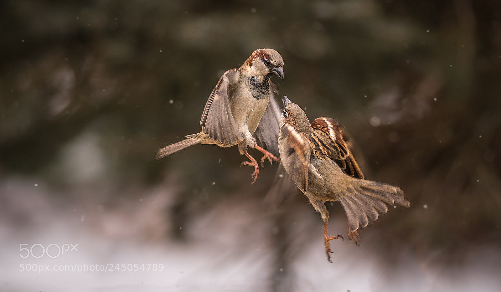 Nikon D500 sample photo. A sparrow disagreement photography