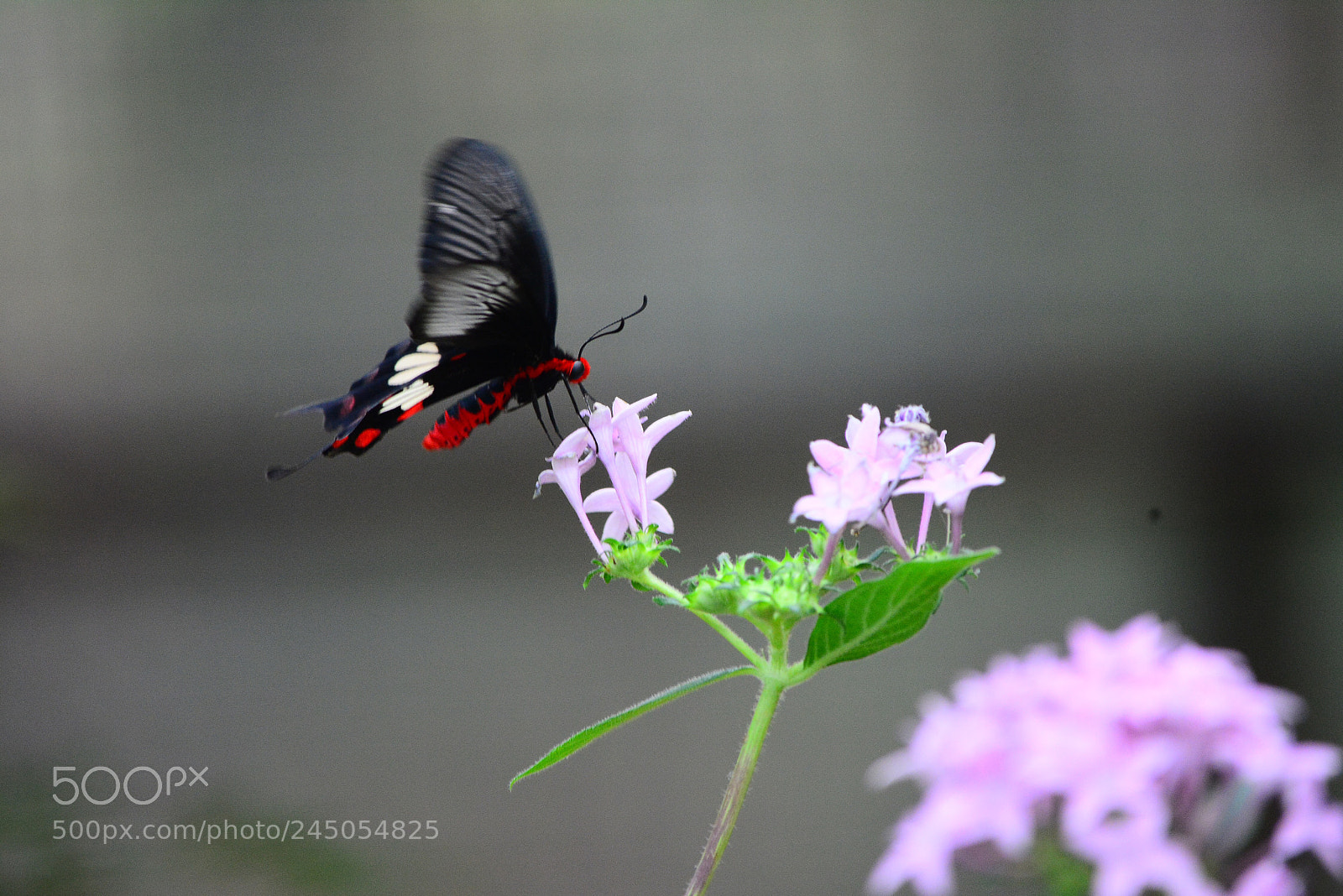 Nikon D5200 sample photo. Butterfly photography