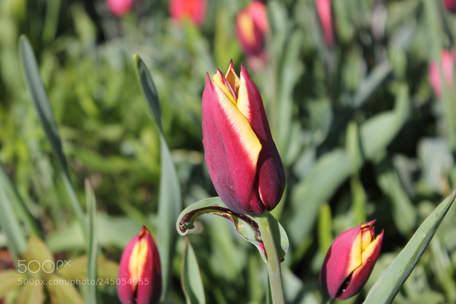 Canon EF-S 18-55mm F3.5-5.6 IS sample photo. Tulips edward's garden, toronto photography