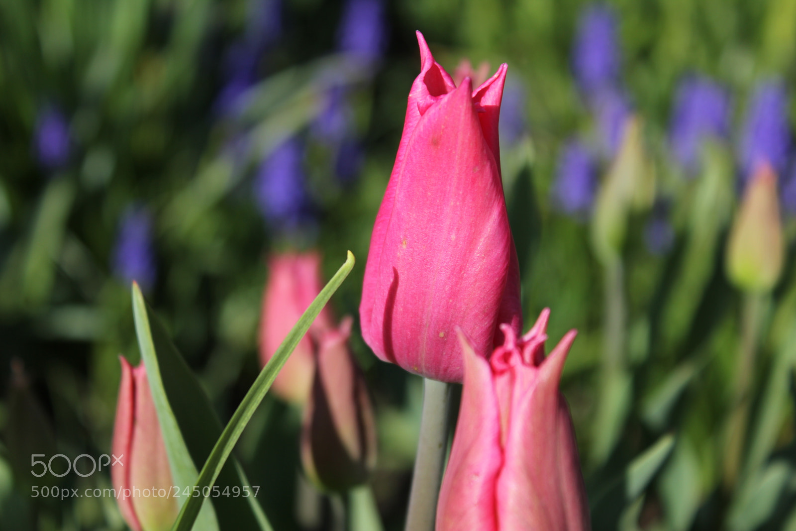 Canon EF-S 18-55mm F3.5-5.6 IS sample photo. Tulips edward's garden, toronto photography