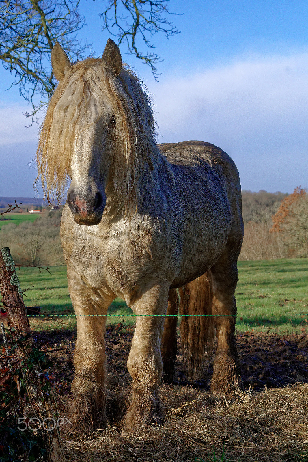 Pentax K-S2 sample photo. Cheval de trait photography