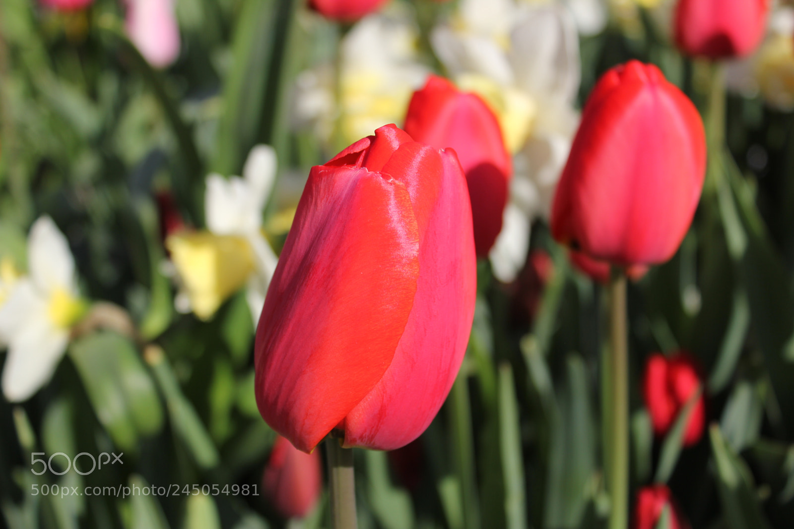 Canon EF-S 18-55mm F3.5-5.6 IS sample photo. Tulips edward's garden, toronto photography