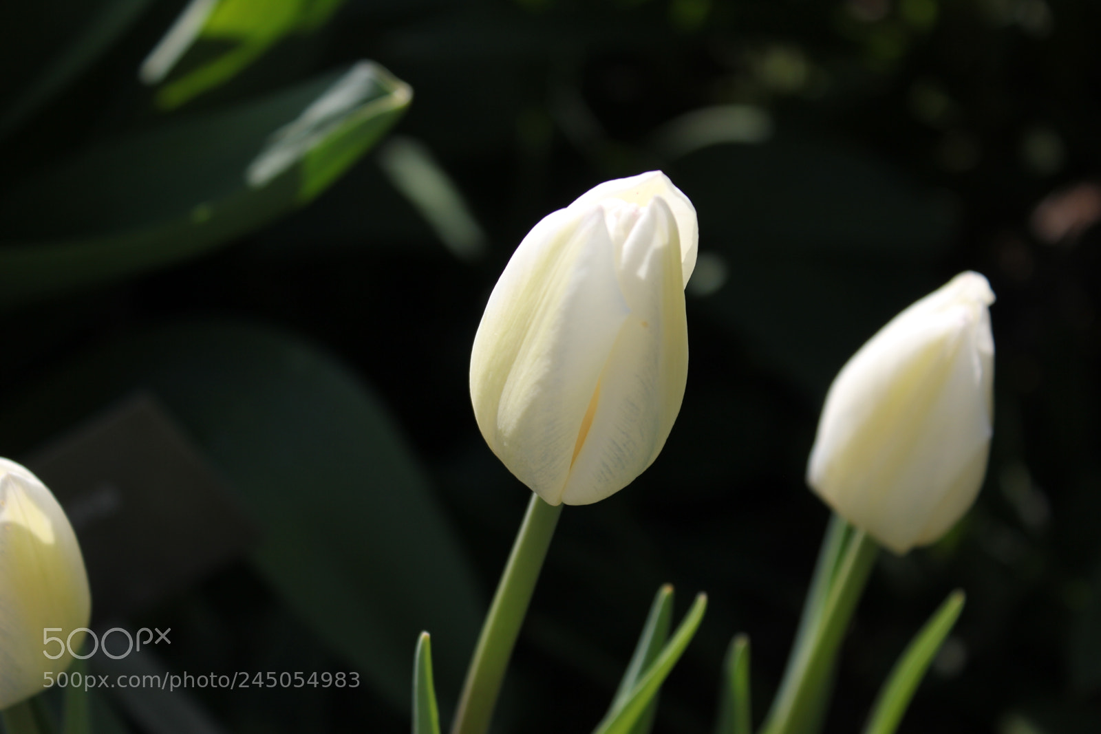 Canon EF-S 18-55mm F3.5-5.6 IS sample photo. Tulips edward's garden, toronto photography