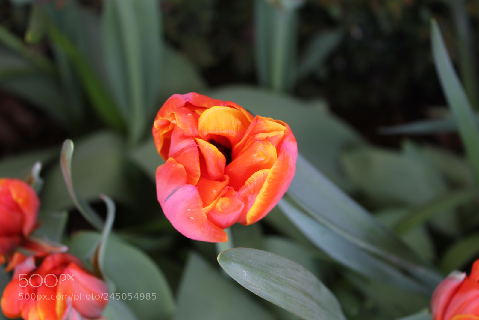 Canon EF-S 18-55mm F3.5-5.6 IS sample photo. Tulips edward's garden, toronto photography