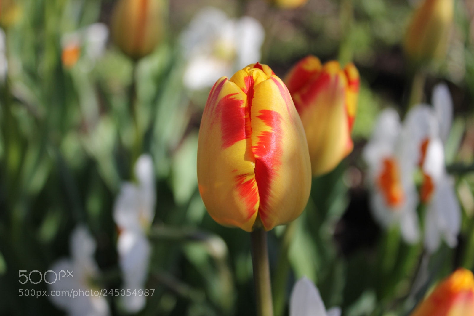 Canon EF-S 18-55mm F3.5-5.6 IS sample photo. Tulips edward's garden, toronto photography