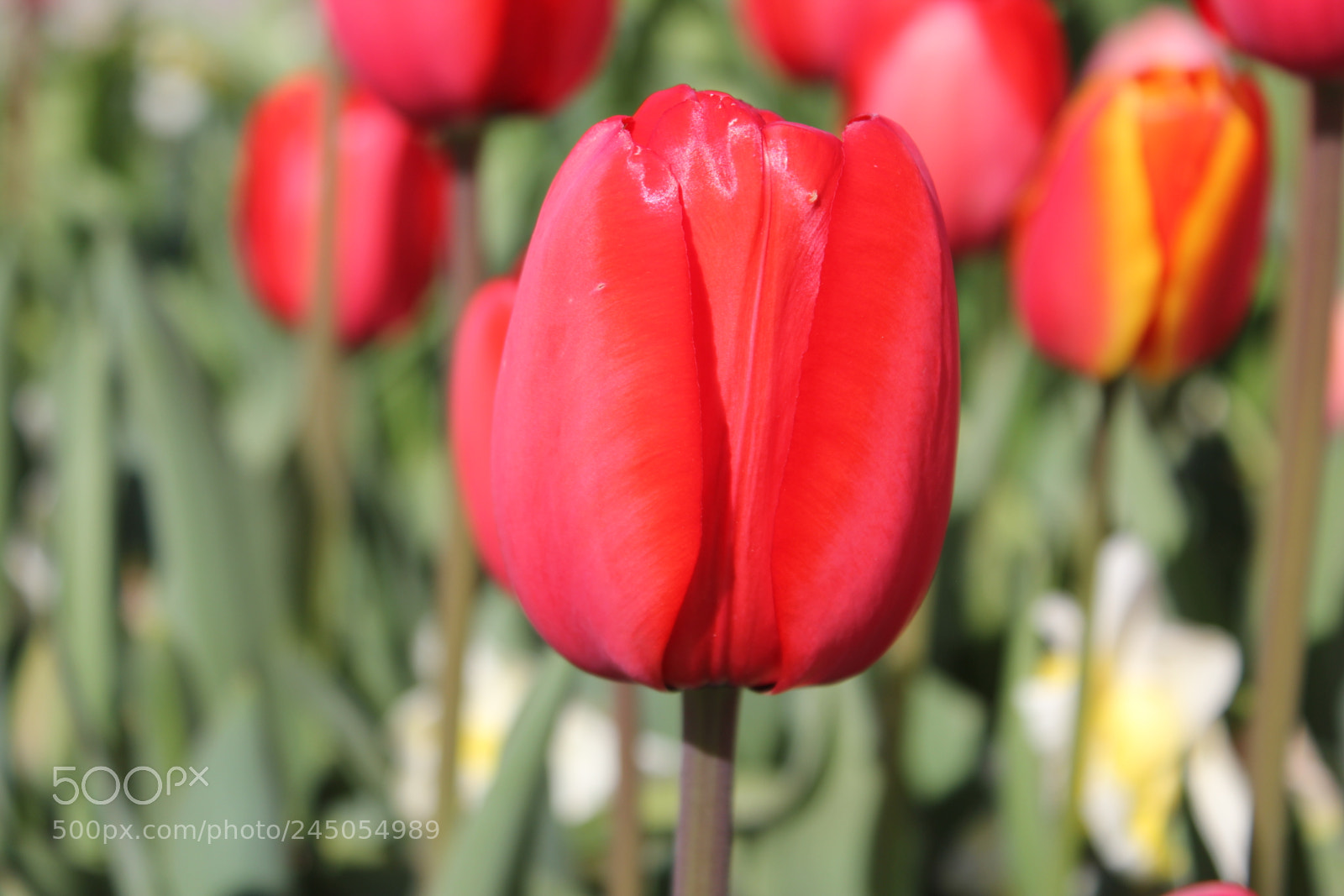 Canon EF-S 18-55mm F3.5-5.6 IS sample photo. Tulips edward's garden, toronto photography