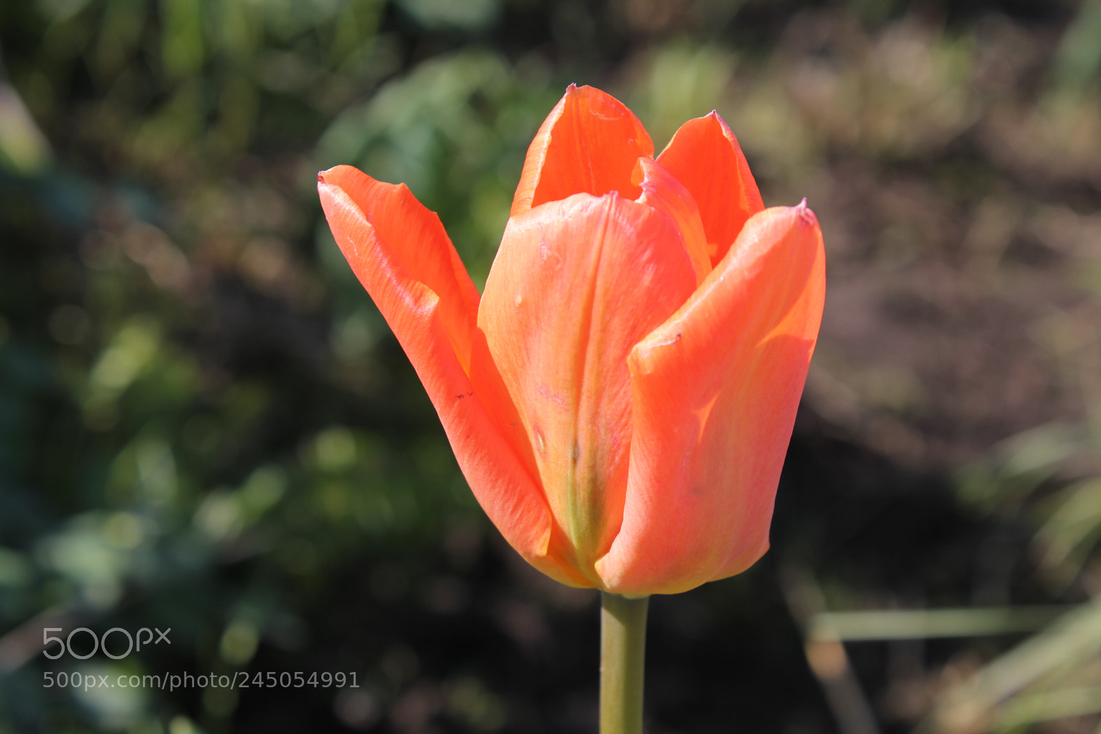Canon EF-S 18-55mm F3.5-5.6 IS sample photo. Tulips edward's garden, toronto photography