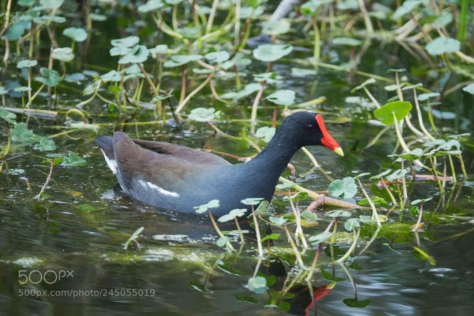 Sony Cyber-shot DSC-RX10 III sample photo. Moorhen - poule d'eau photography