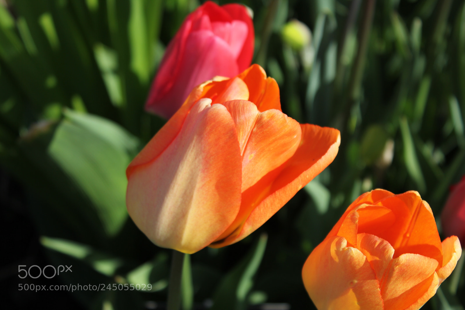Canon EF-S 18-55mm F3.5-5.6 IS sample photo. Tulips edward's garden, toronto photography