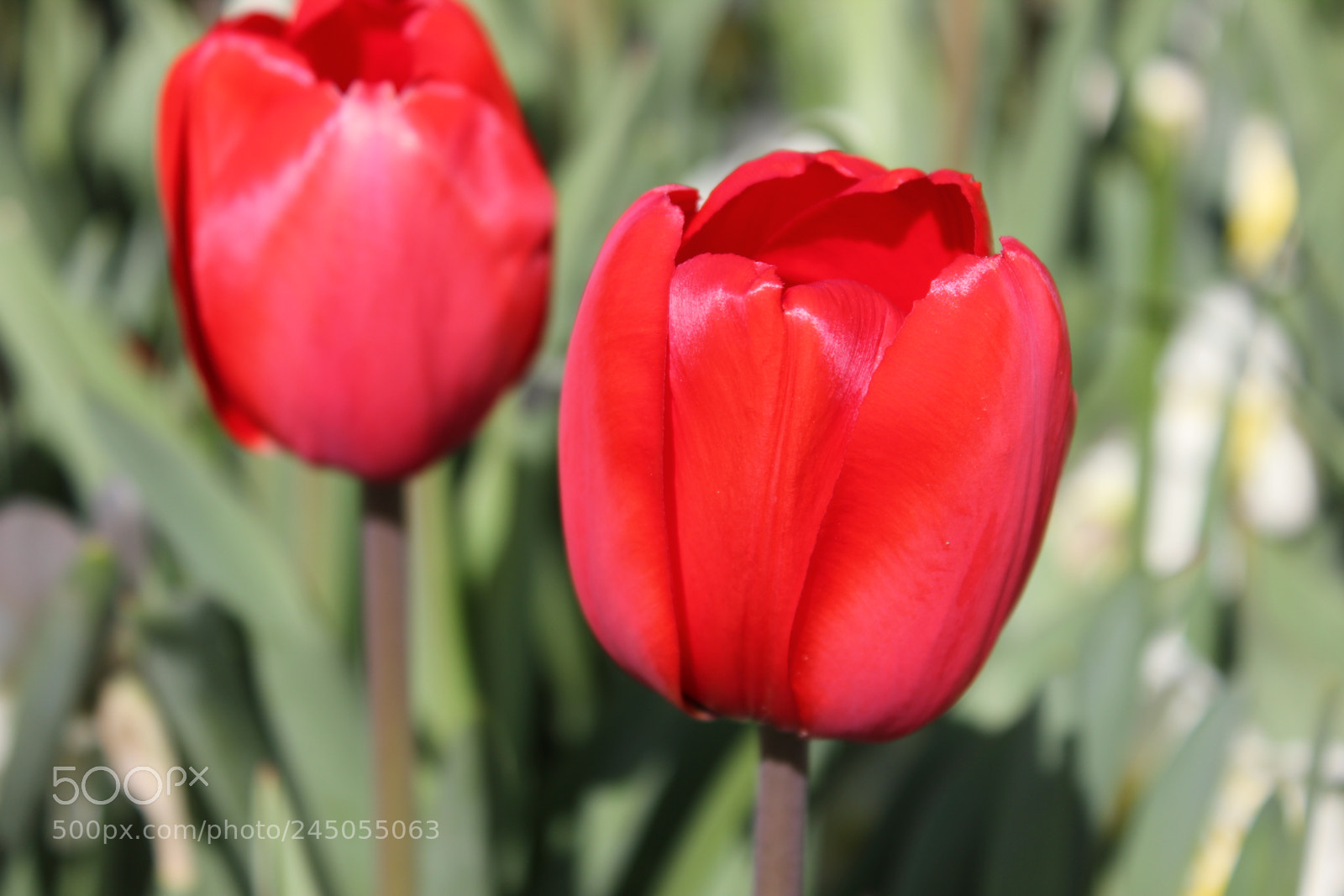 Canon EF-S 18-55mm F3.5-5.6 IS sample photo. Tulips edward's garden, toronto photography