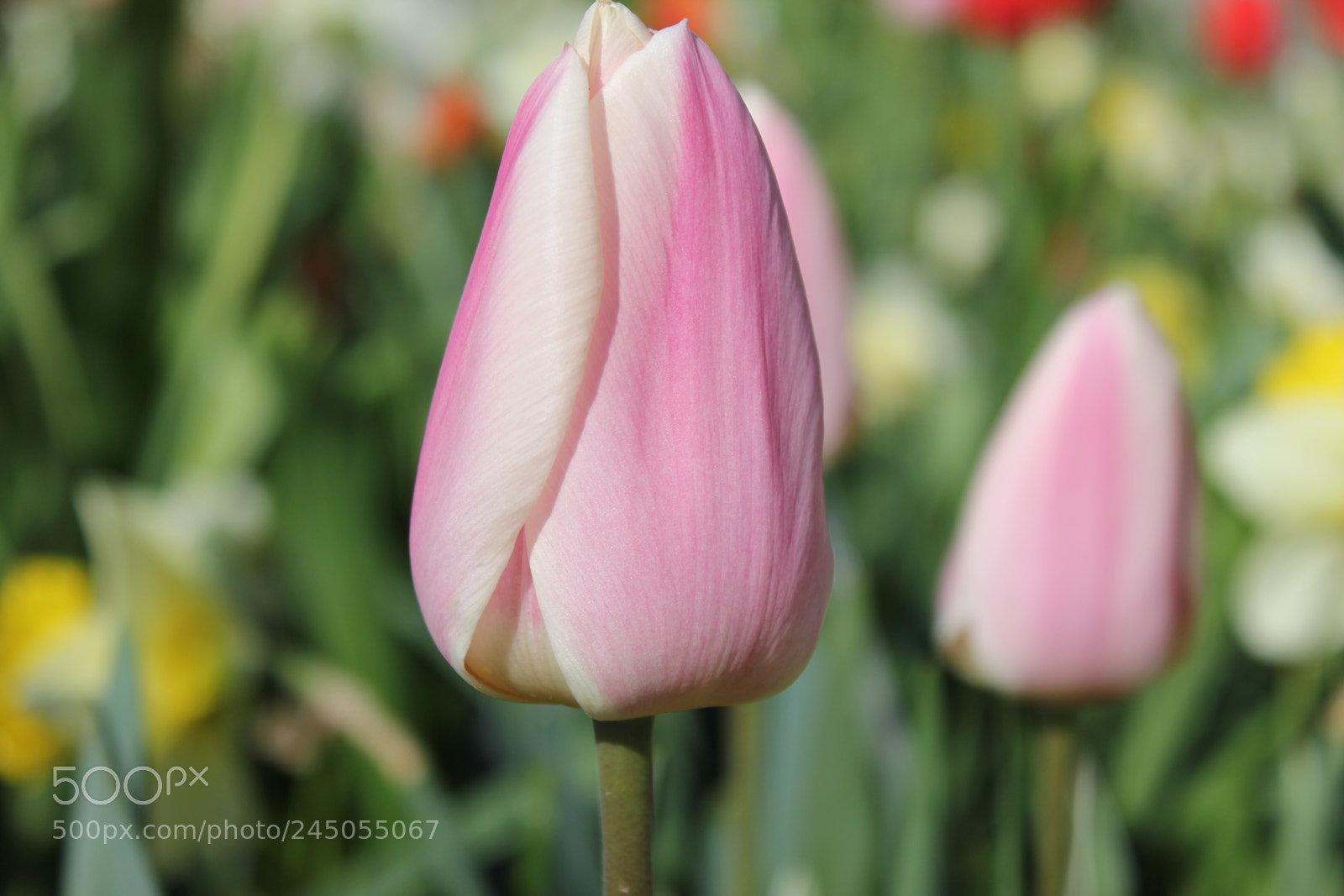 Canon EF-S 18-55mm F3.5-5.6 IS sample photo. Tulips edward's garden, toronto photography