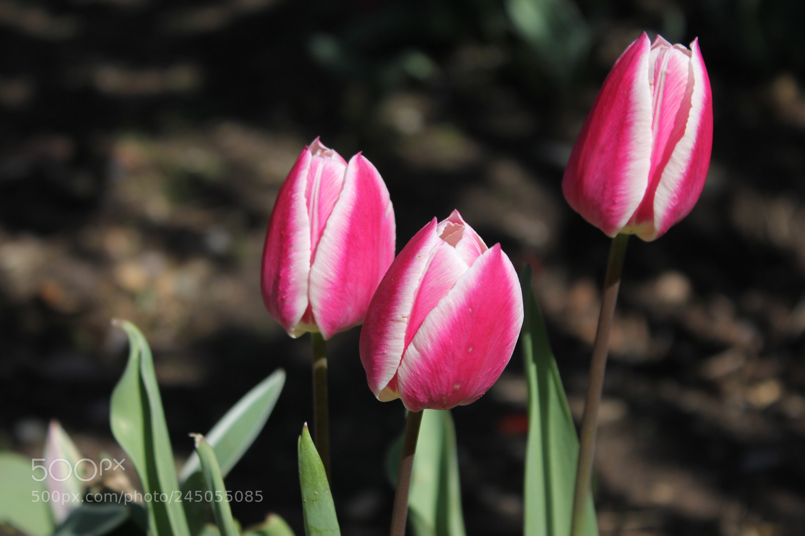 Canon EF-S 18-55mm F3.5-5.6 IS sample photo. Tulips edward's garden, toronto photography