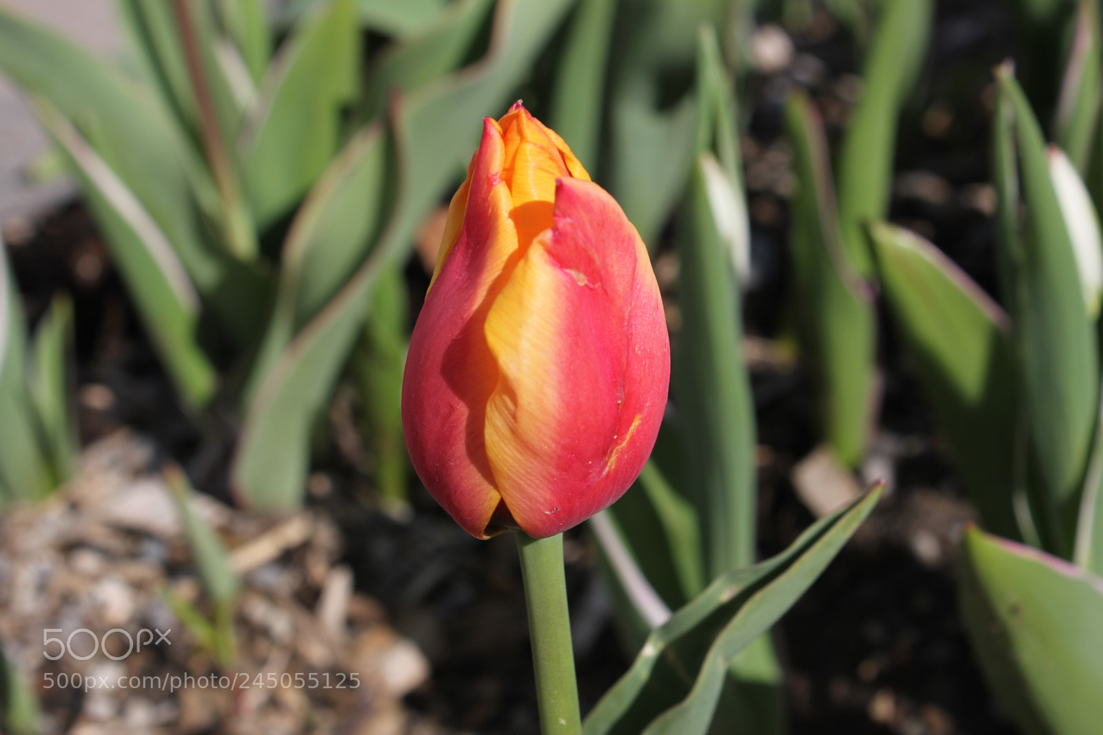 Canon EF-S 18-55mm F3.5-5.6 IS sample photo. Tulips edward's garden, toronto photography