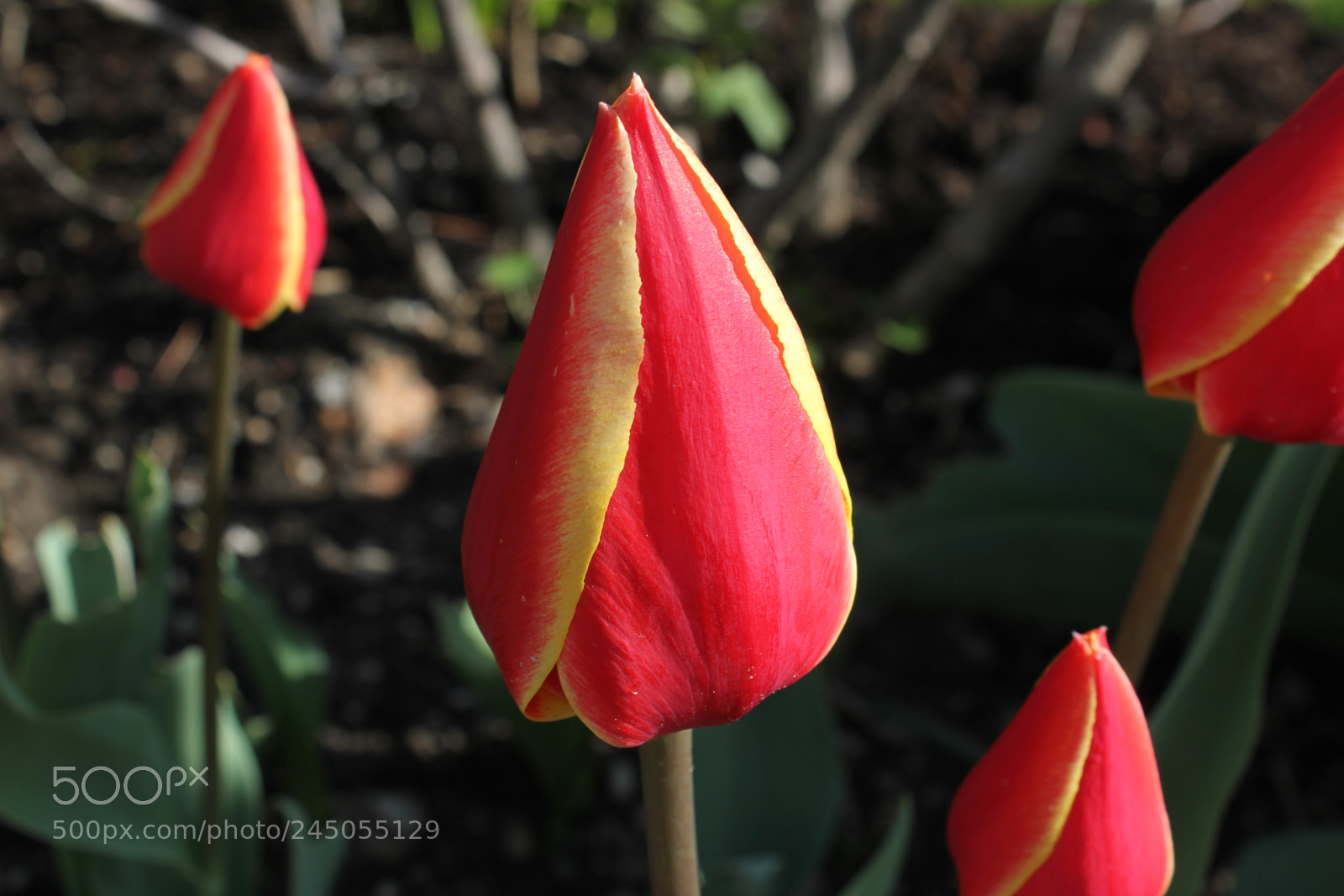 Canon EF-S 18-55mm F3.5-5.6 IS sample photo. Tulips edward's garden, toronto photography