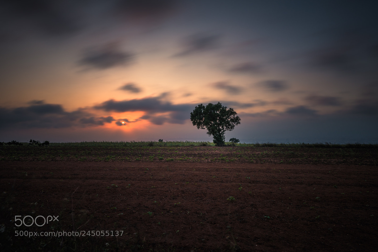 Nikon D810 sample photo. A tree in the photography