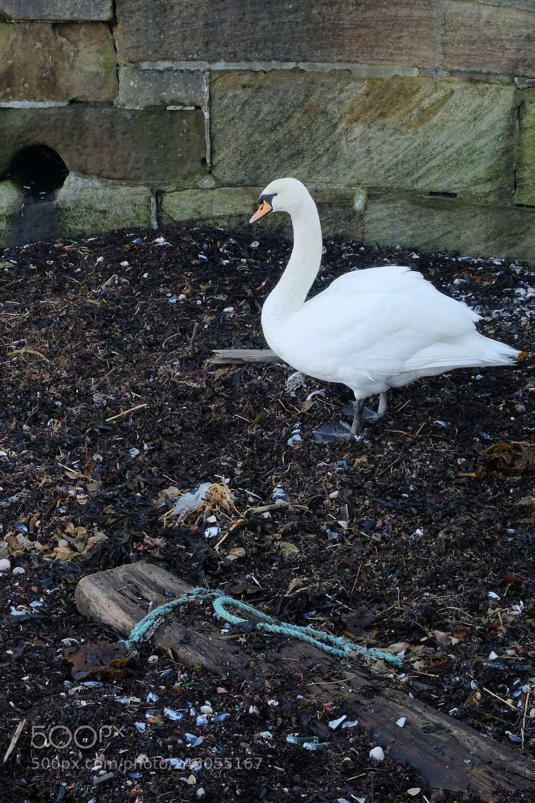 Fujifilm X30 sample photo. Swan photography