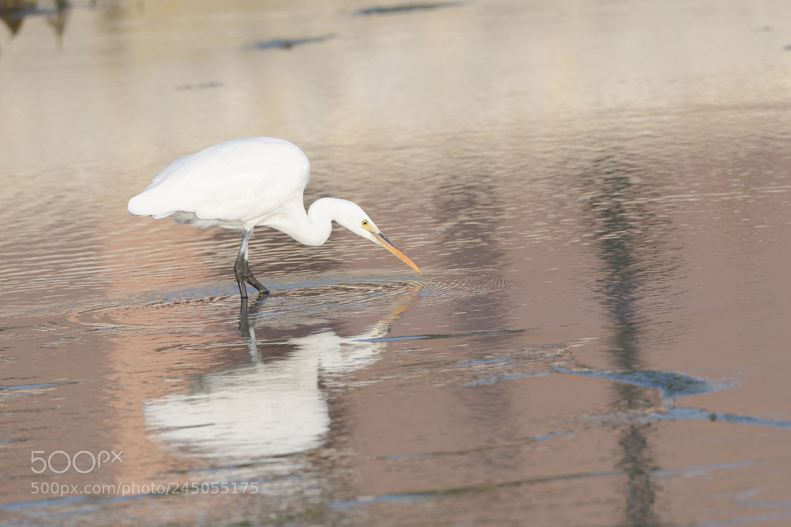 Nikon D500 sample photo. White egret with reflections photography