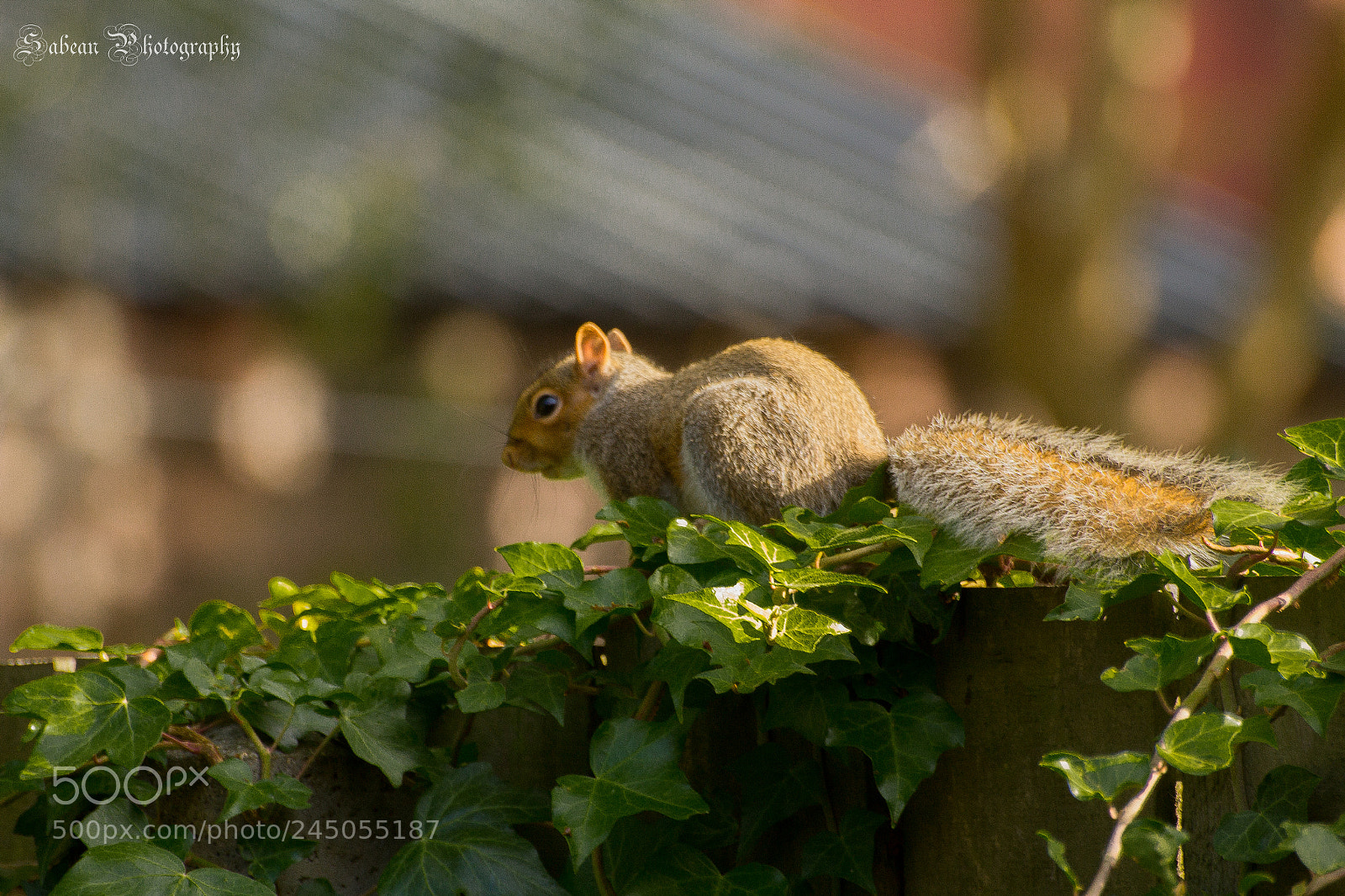 Canon EOS 1200D (EOS Rebel T5 / EOS Kiss X70 / EOS Hi) sample photo. Squirrel photography