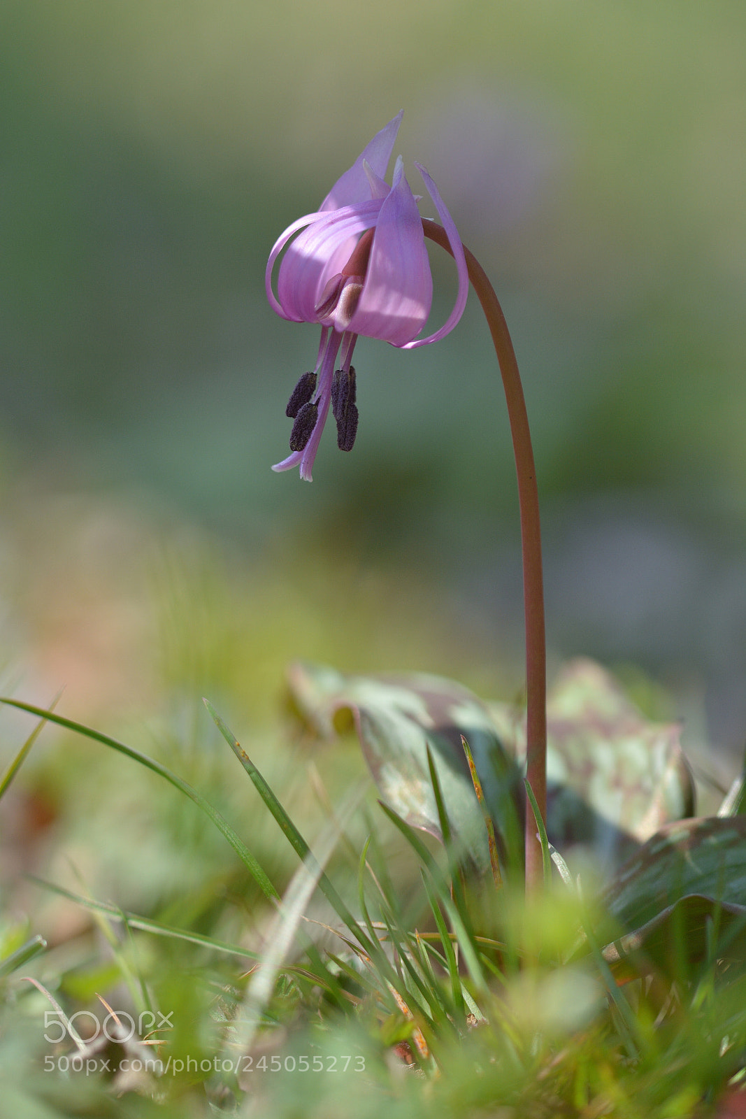 Nikon D7100 sample photo. Early spring flower photography