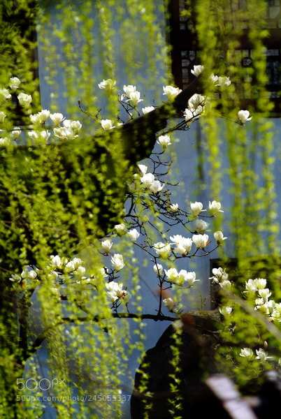 Fujifilm FinePix S3 Pro sample photo. 玉兰花开 photography