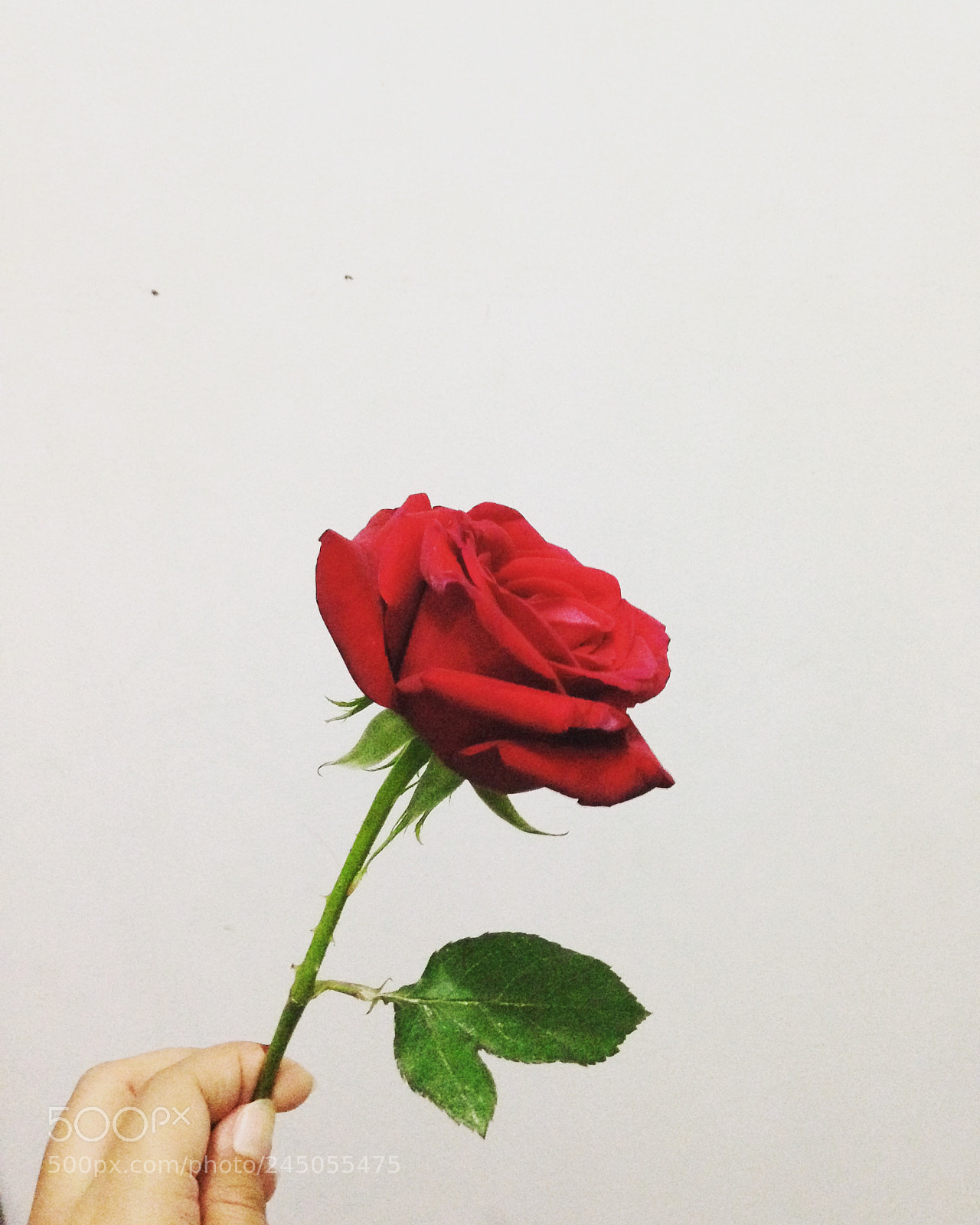 Apple iPhone 5c sample photo. Lost and found photography