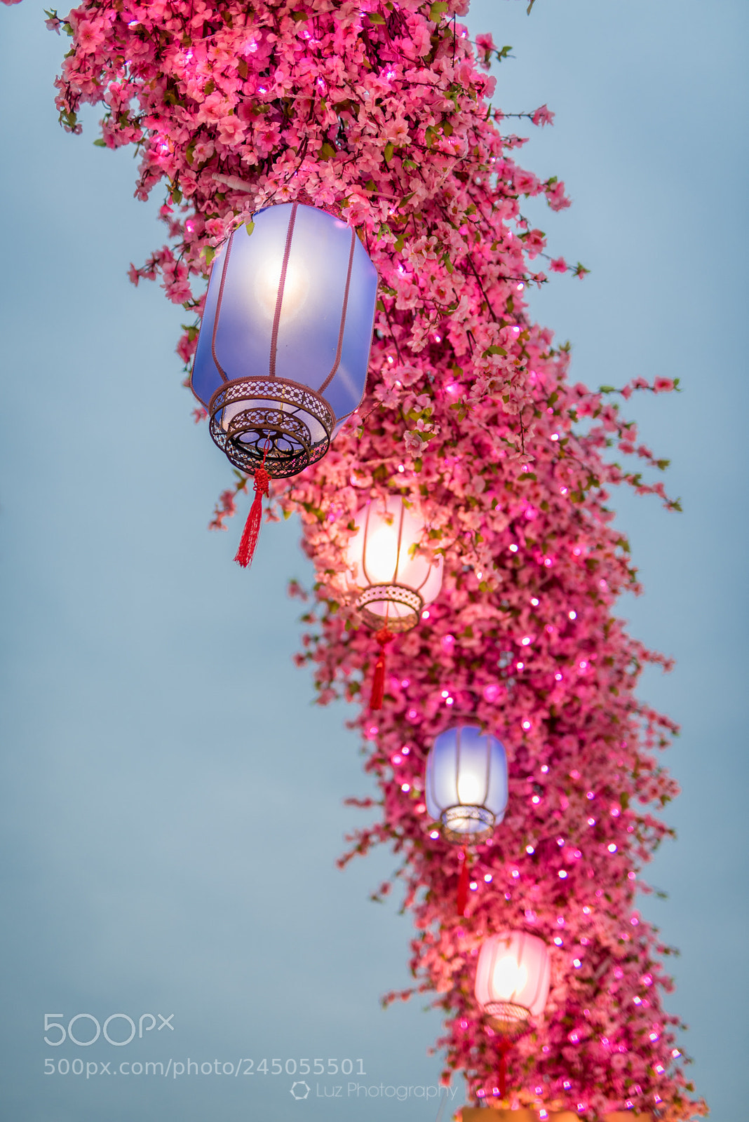 Nikon D810 sample photo. Lanterns in flowers photography