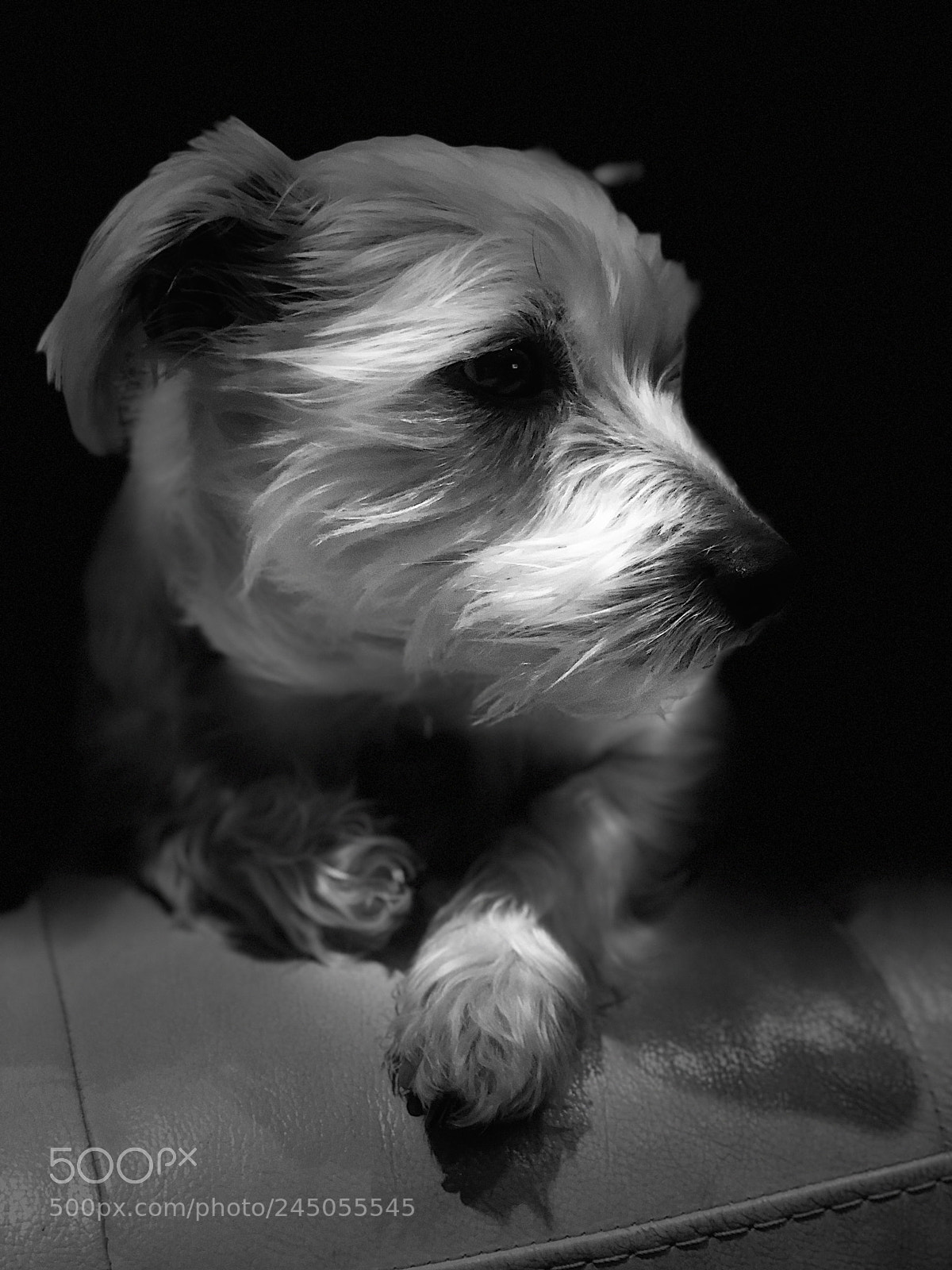 Apple iPhone X sample photo. Ready to sleep. photography