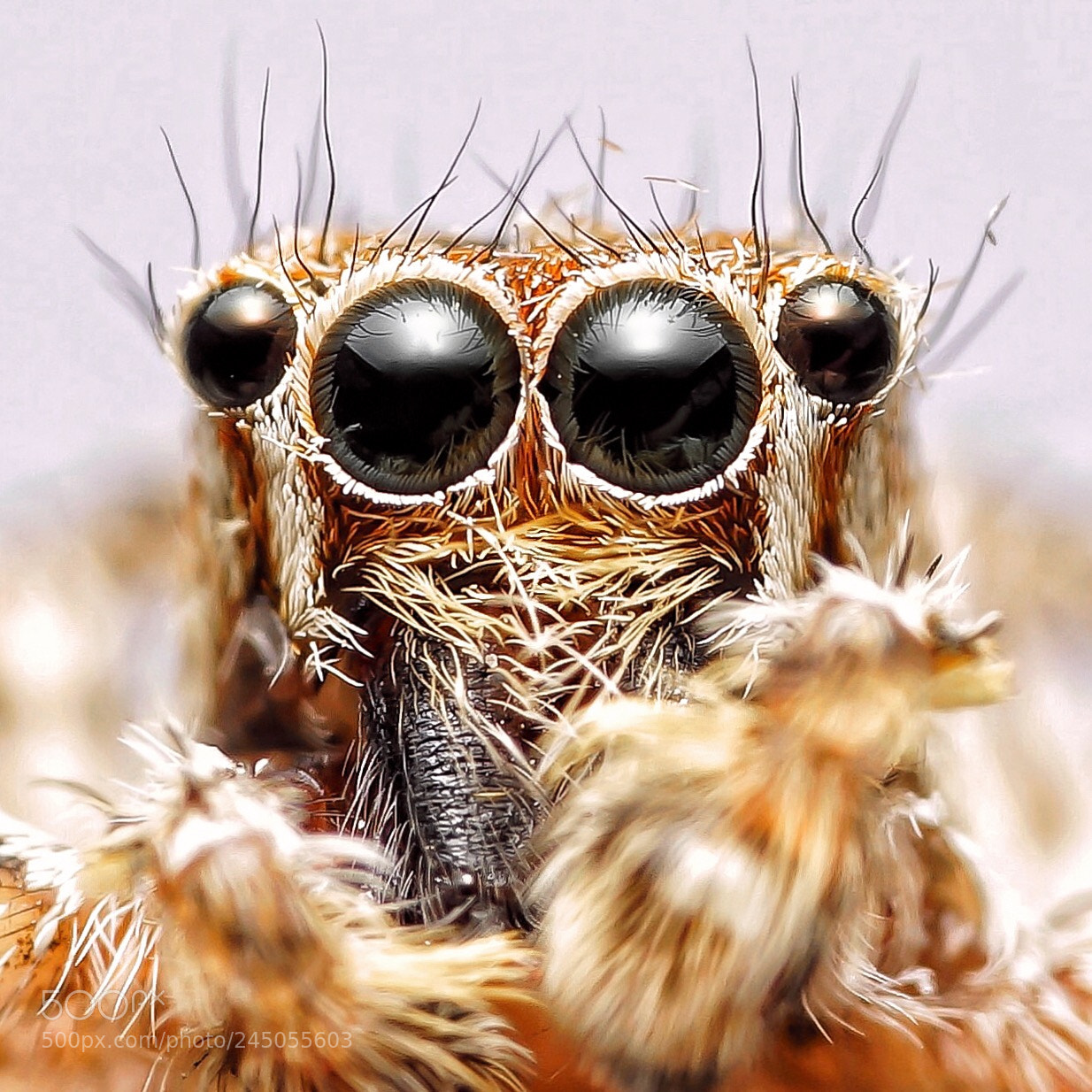 Sony a7R II sample photo. Eyes of jumping spider photography