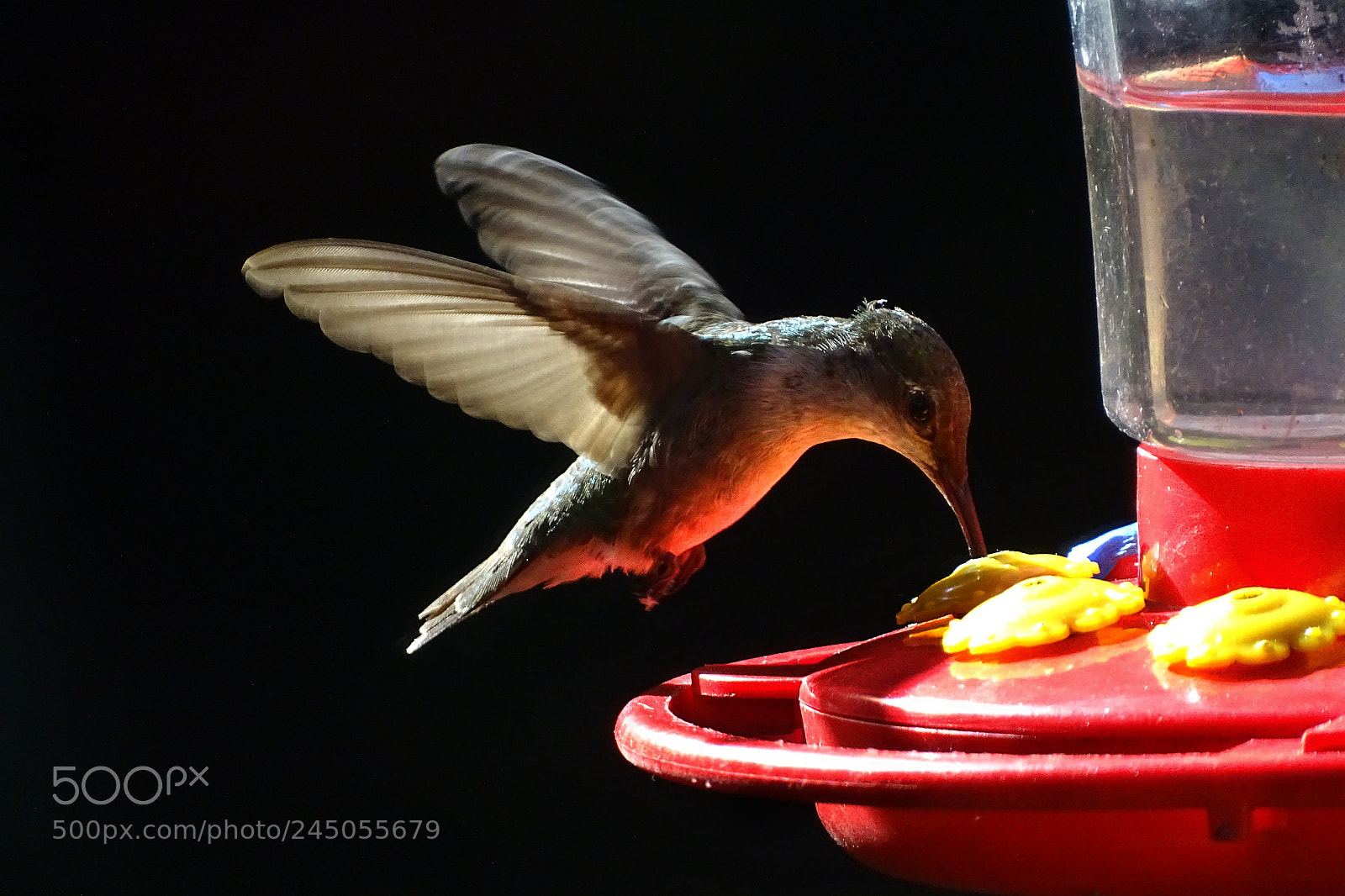 Sony Cyber-shot DSC-HX400V sample photo. Vg hummer photography