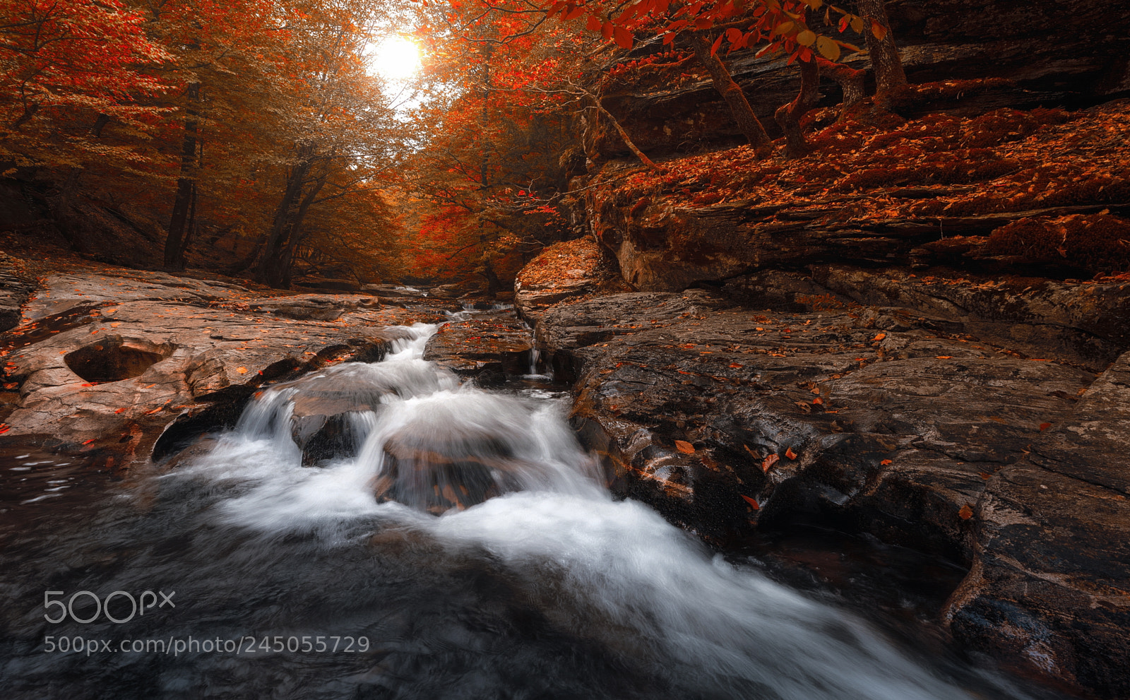 Nikon D600 sample photo. Autumn photography