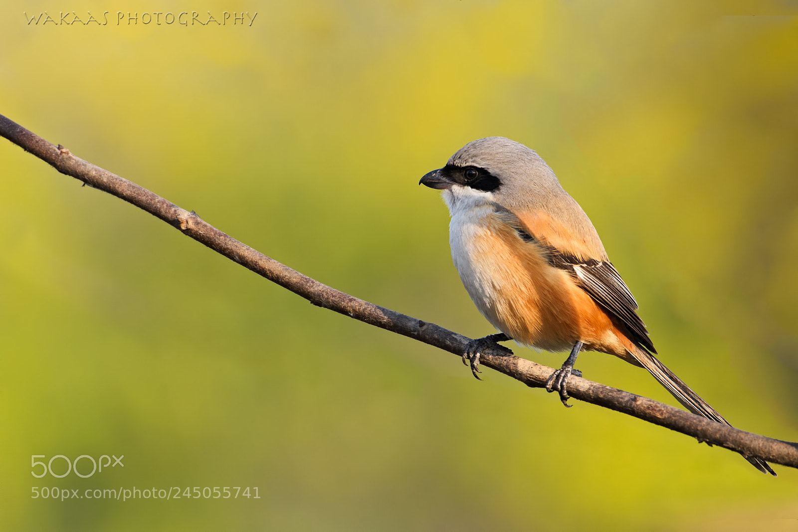 Nikon D500 sample photo. Long-tailed shrike photography