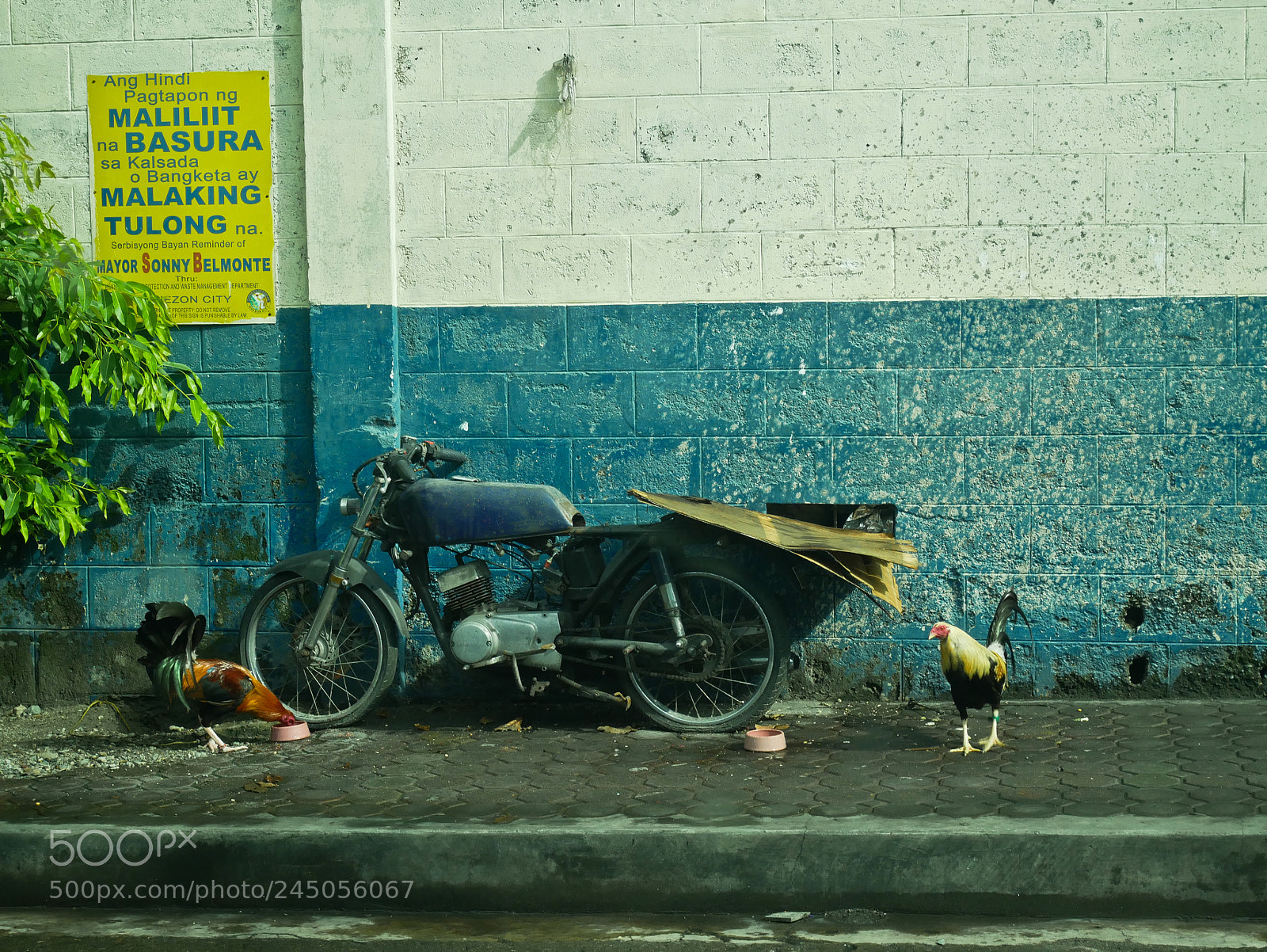 Panasonic Lumix DMC-GX85 (Lumix DMC-GX80 / Lumix DMC-GX7 Mark II) sample photo. Cocks, november 2017, manila, philippines photography
